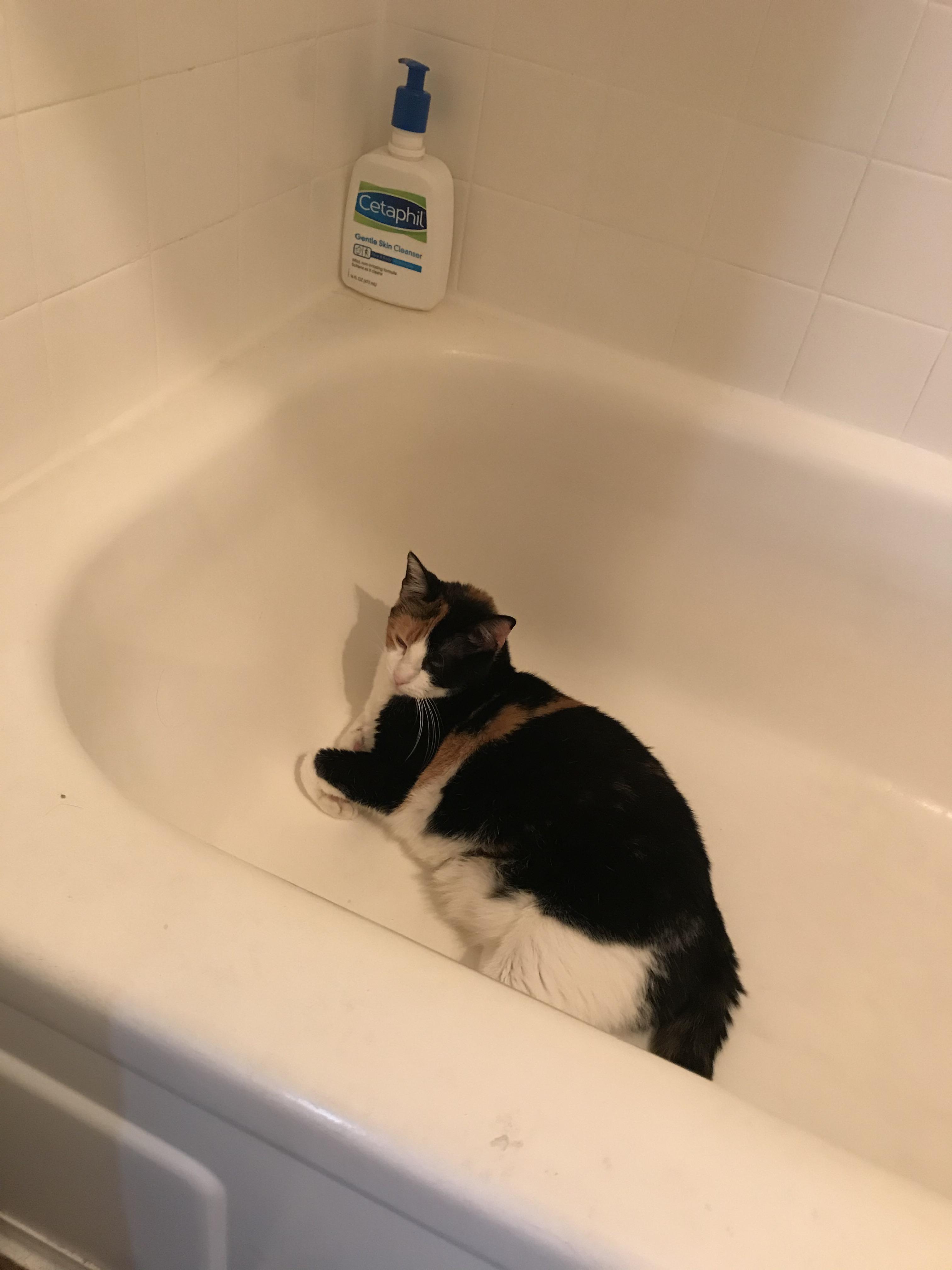 Why does my cat jump in the bathtub EVERYTIME I have to use the