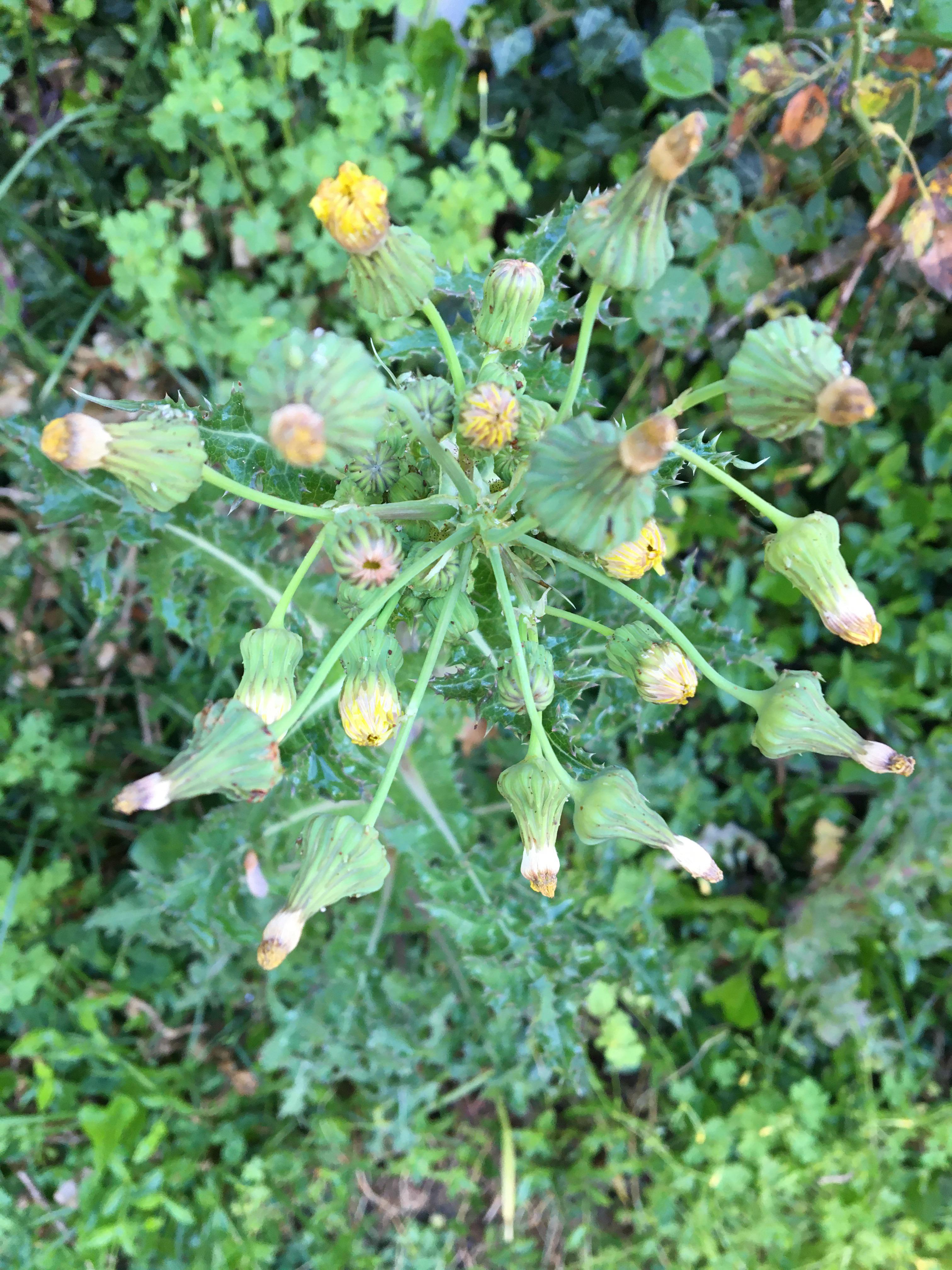 Tall Dandelion Plant
