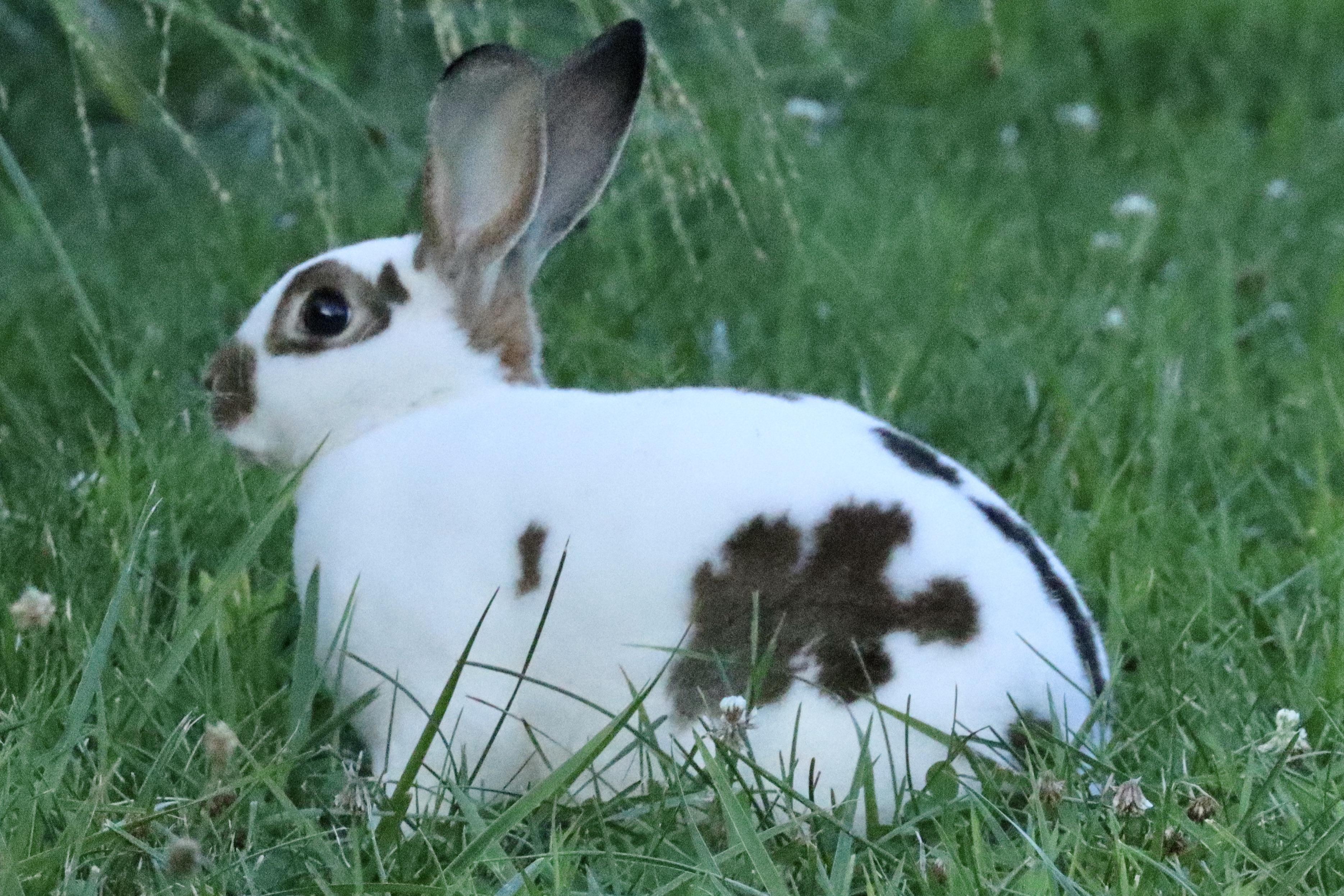 Is this domestic? I found this rabbit while walking around a nature