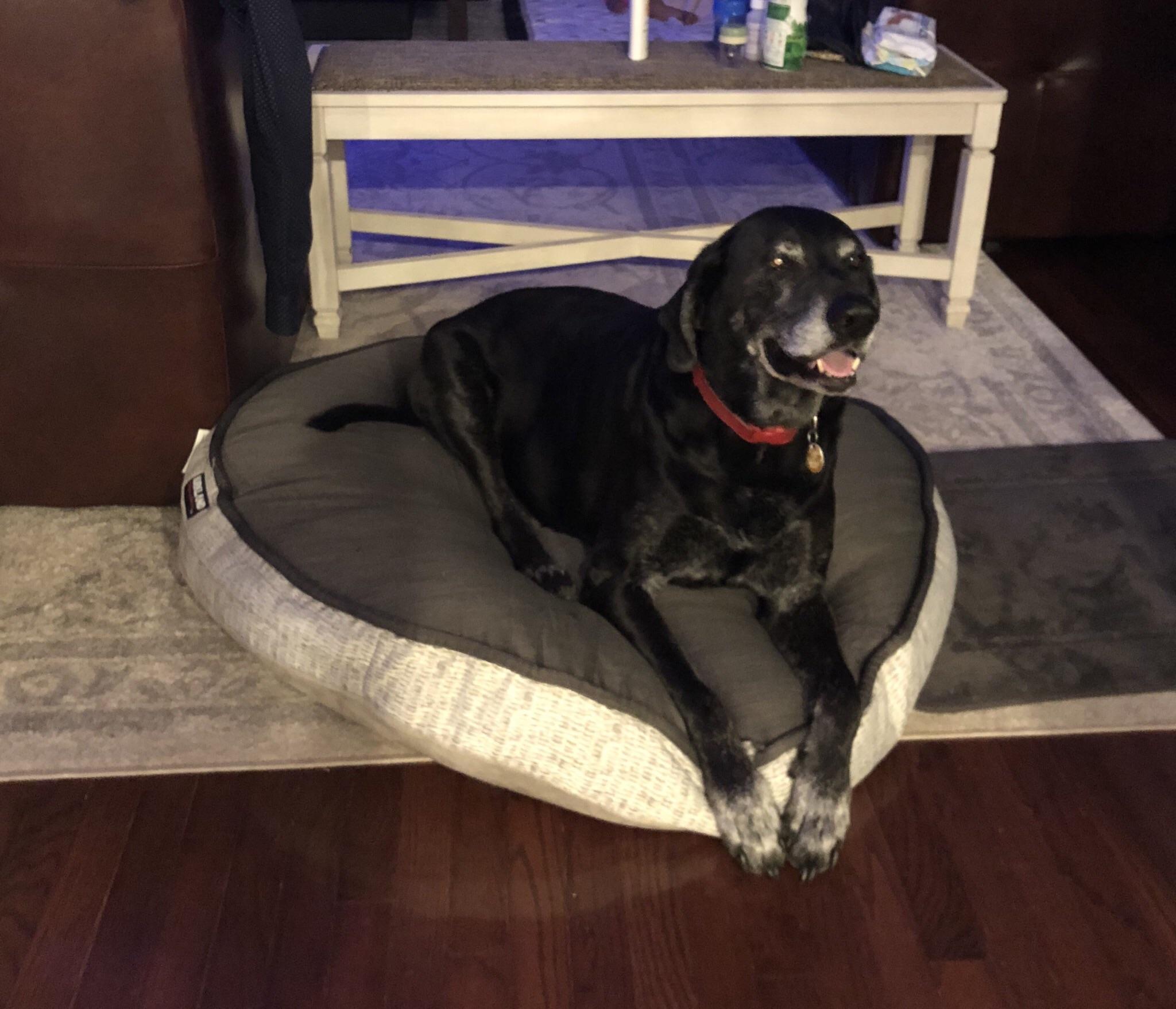 My dog is 125 lbs. There aren't very many beds that fit him for a good