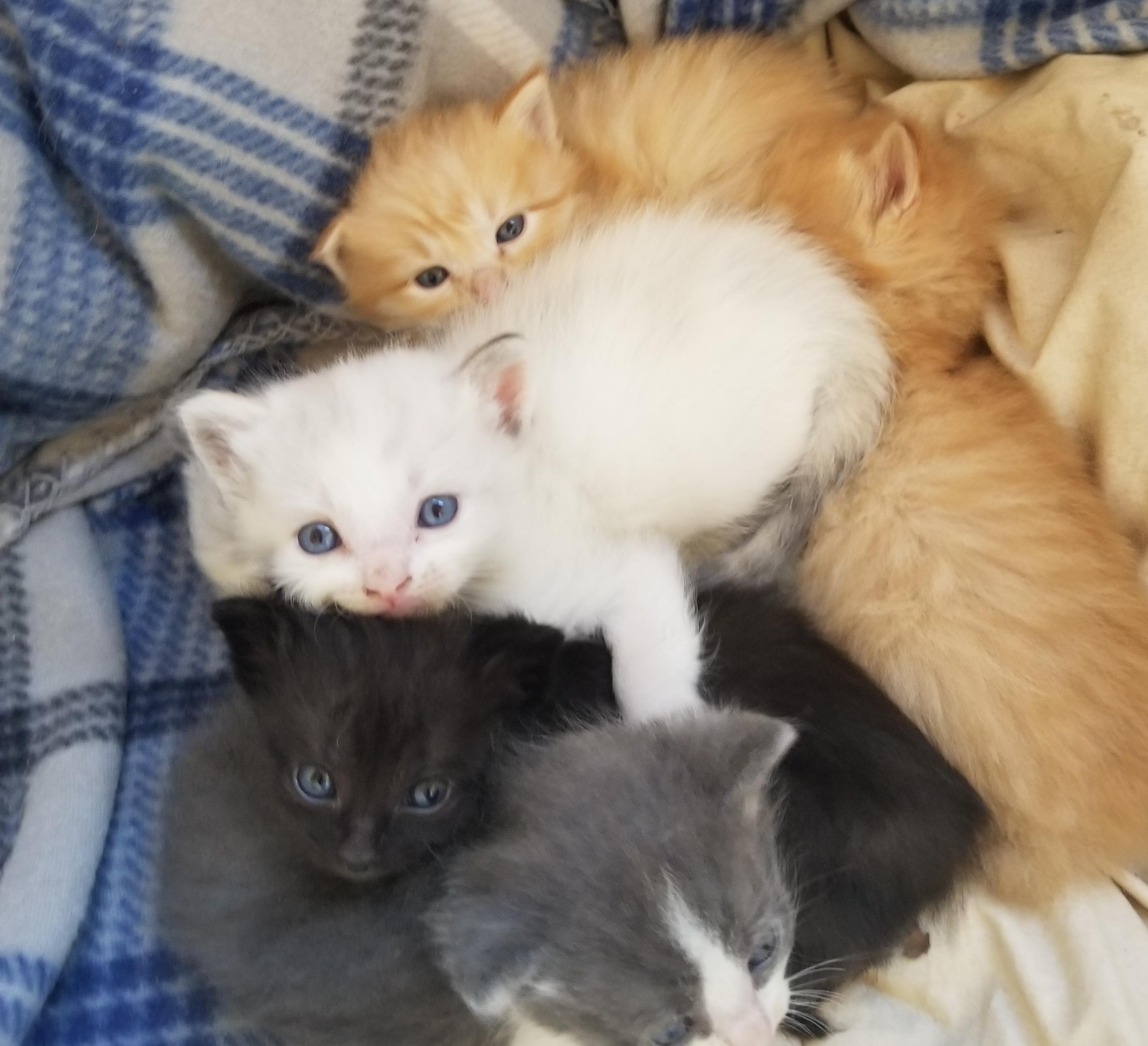 Little kitters that my cat gave birth too r/aww