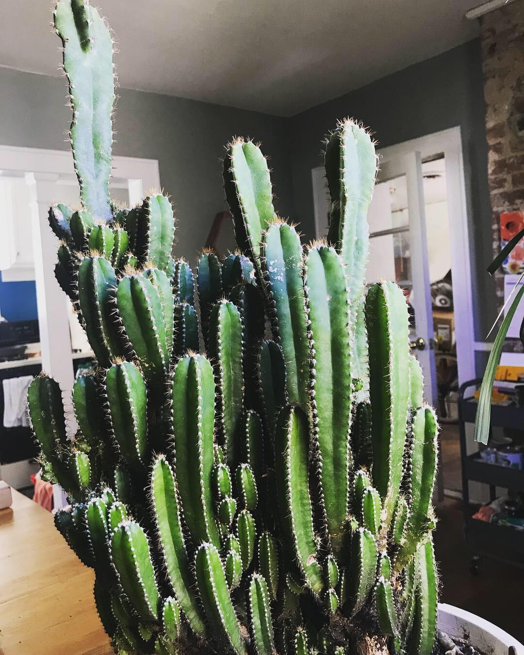 A Fairy Castle Cactus, one of my newest additions r/houseplants