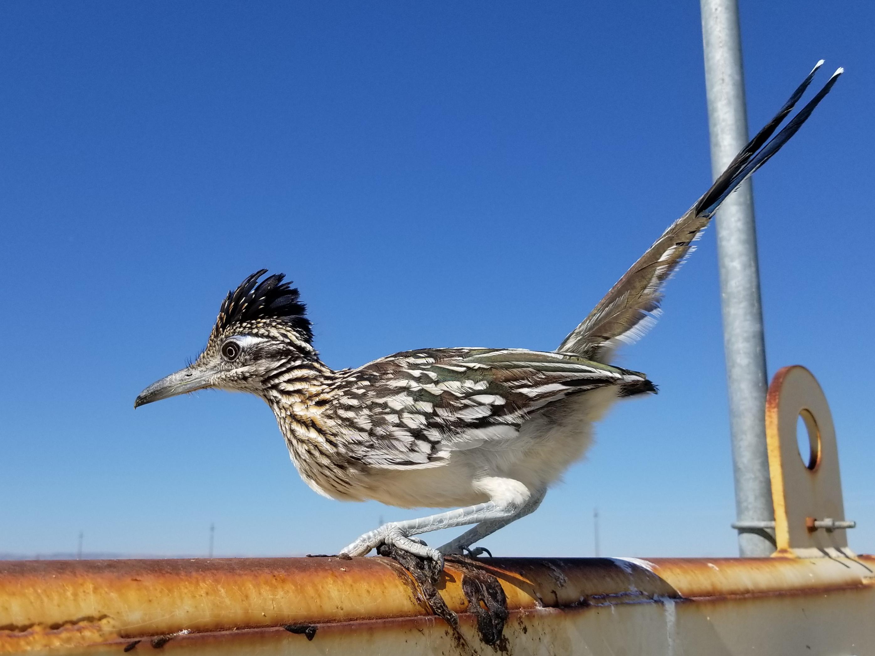 What To Feed Young Roadrunner