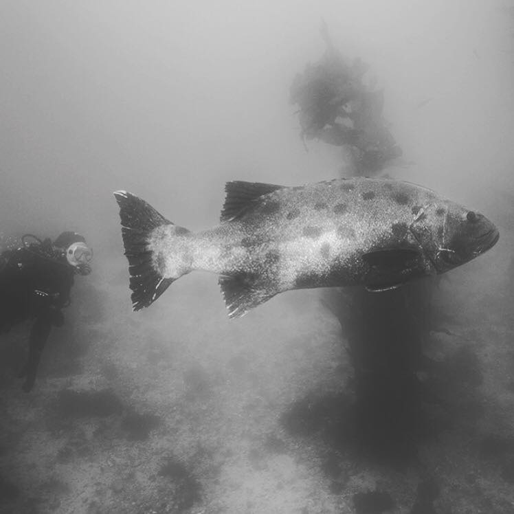 🔥 After years of endangerment, the Giant Black Sea Bass is making a