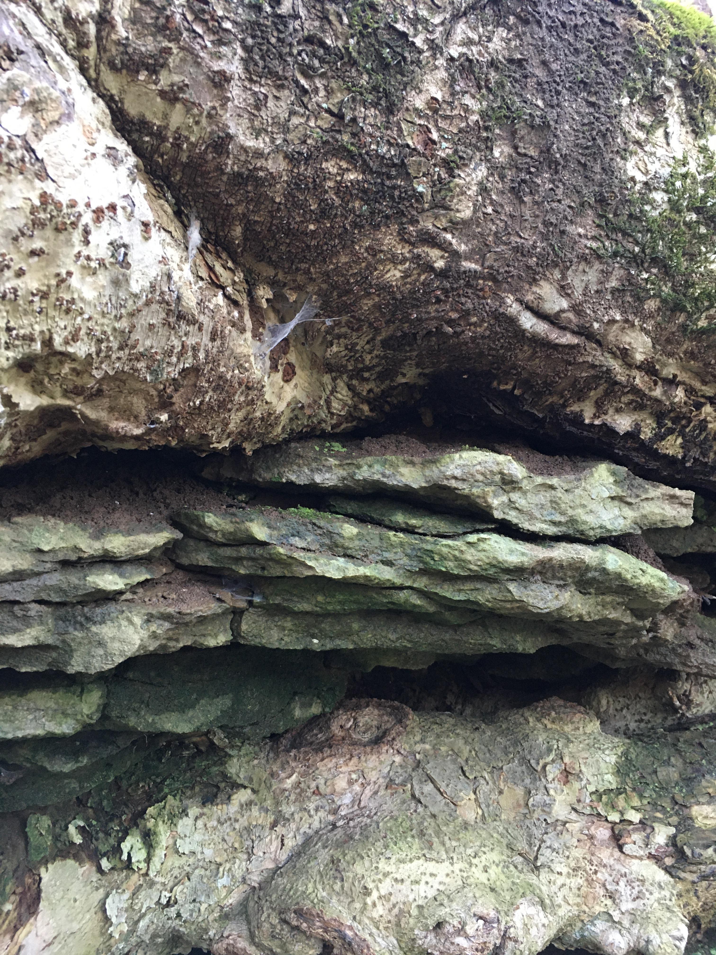 Stonewall Park r/LexingtonWilderness