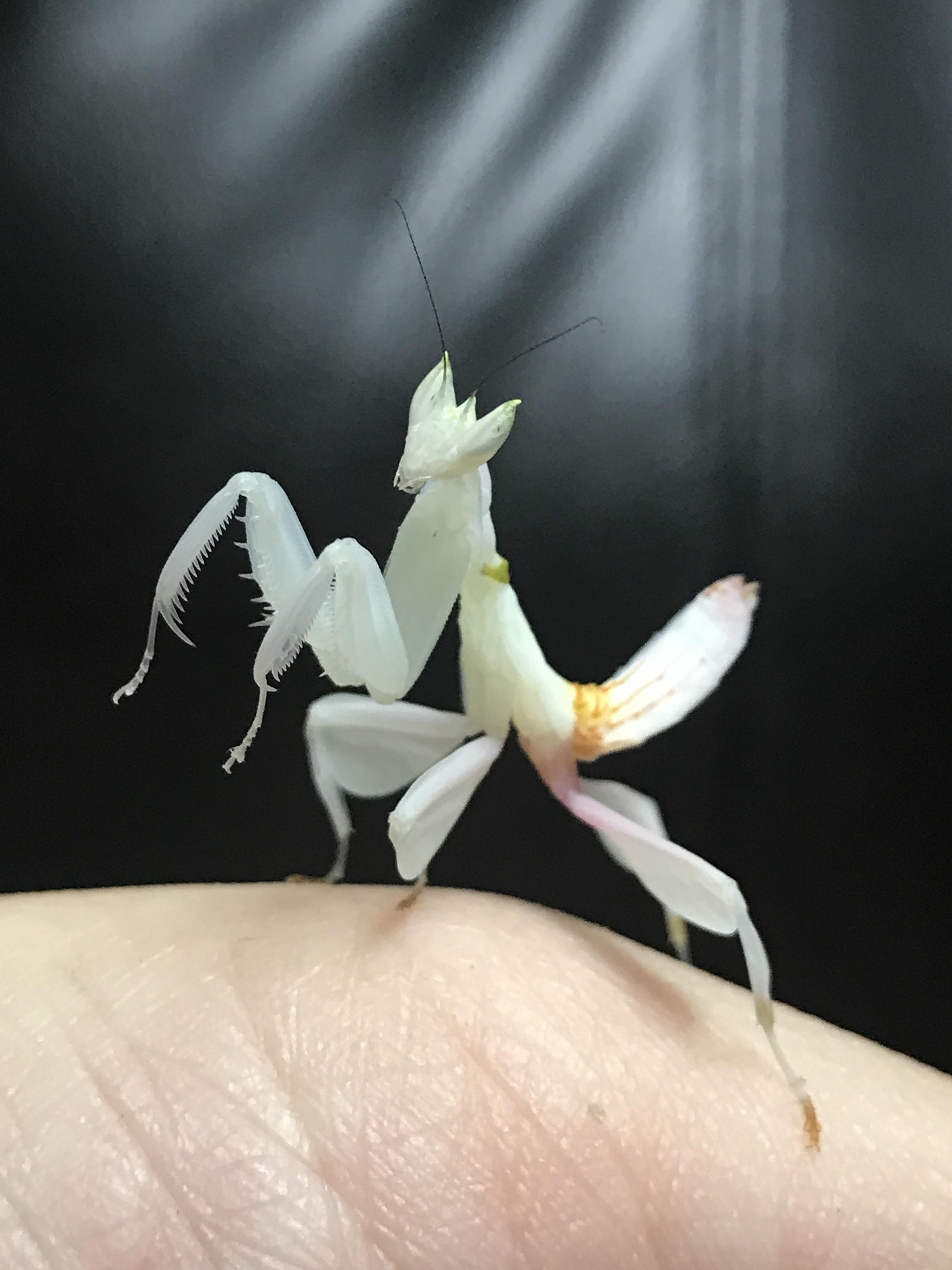 My little orchid mantis 😘 r/mantids