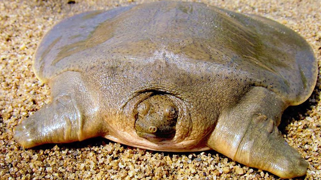 This is a soft shell turtle... r/mildlyinteresting