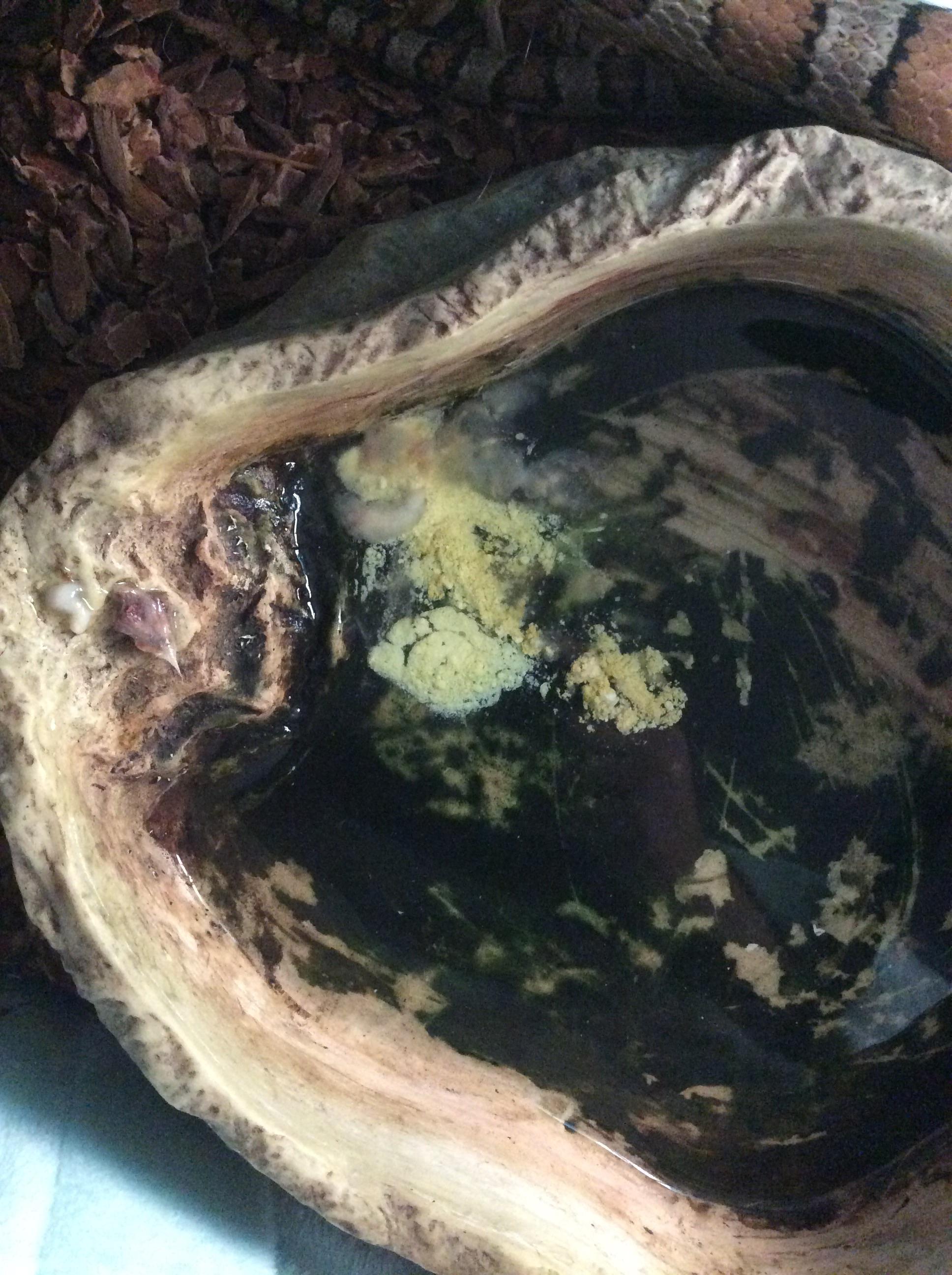 I’m watching a snake over Christmas break. Just came over and found