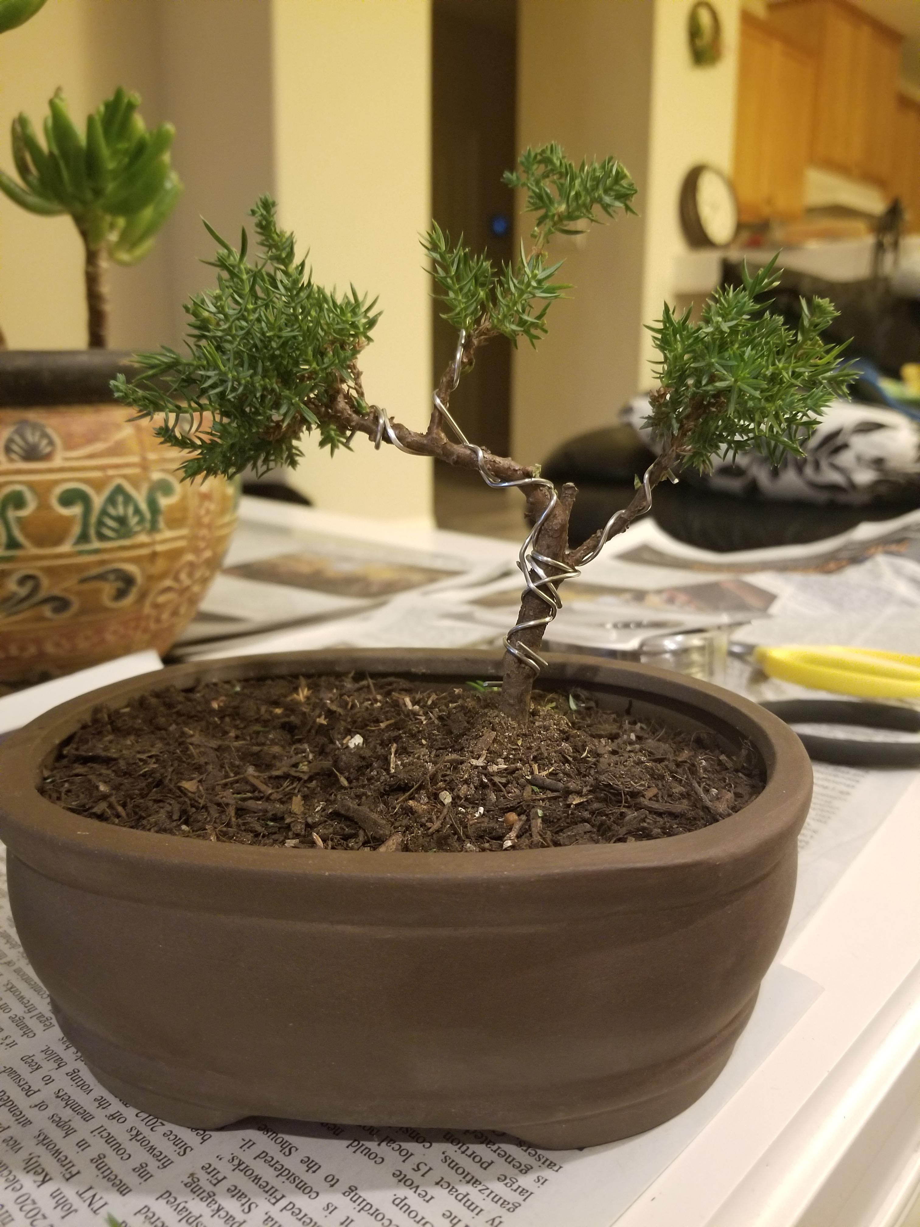 Starting my first bonsai as a 20 year old, I know my wiring needs some