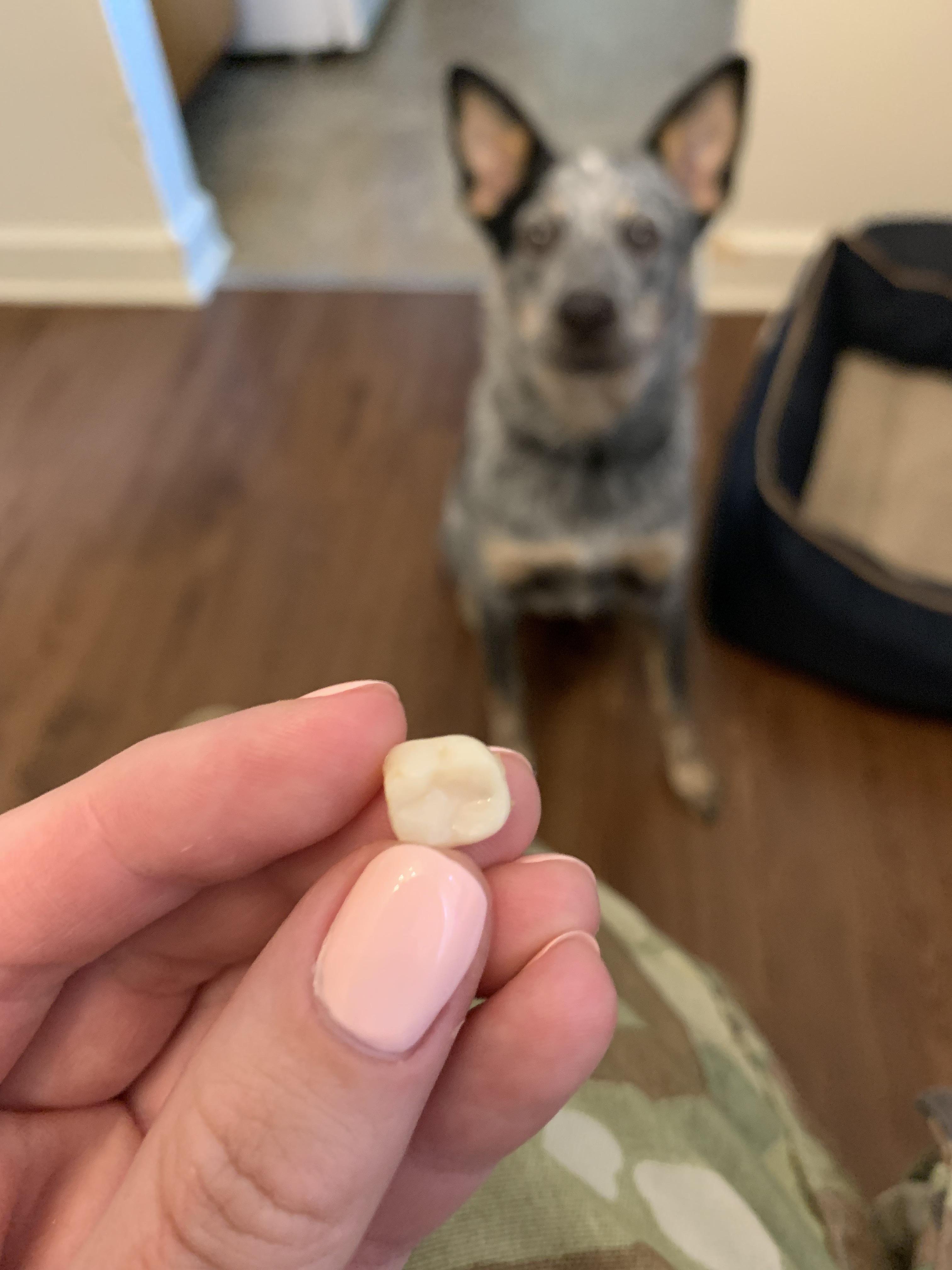 overview for toothsleuth