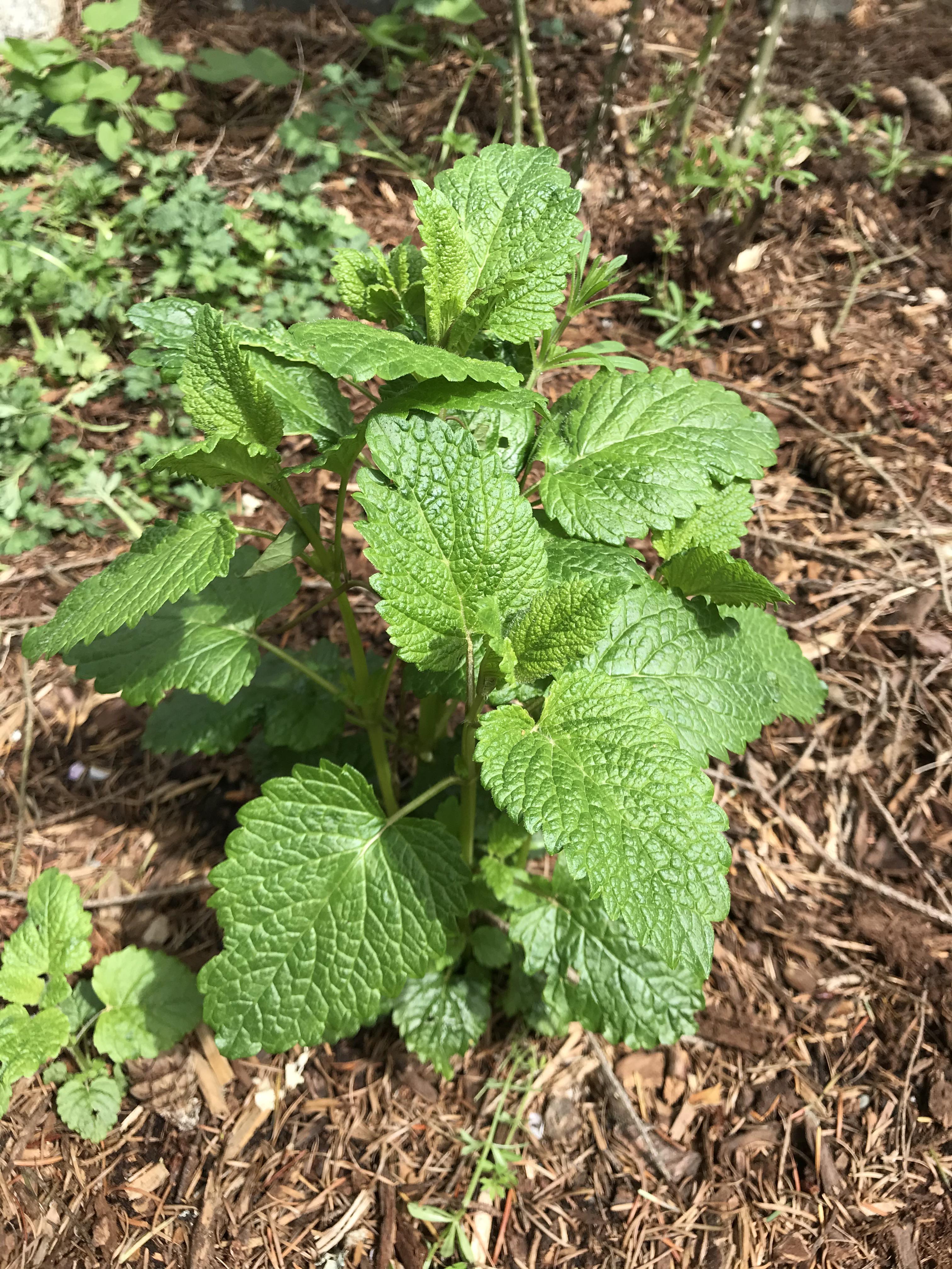 This looks like mint but doesn't smell particularly minty. From what I