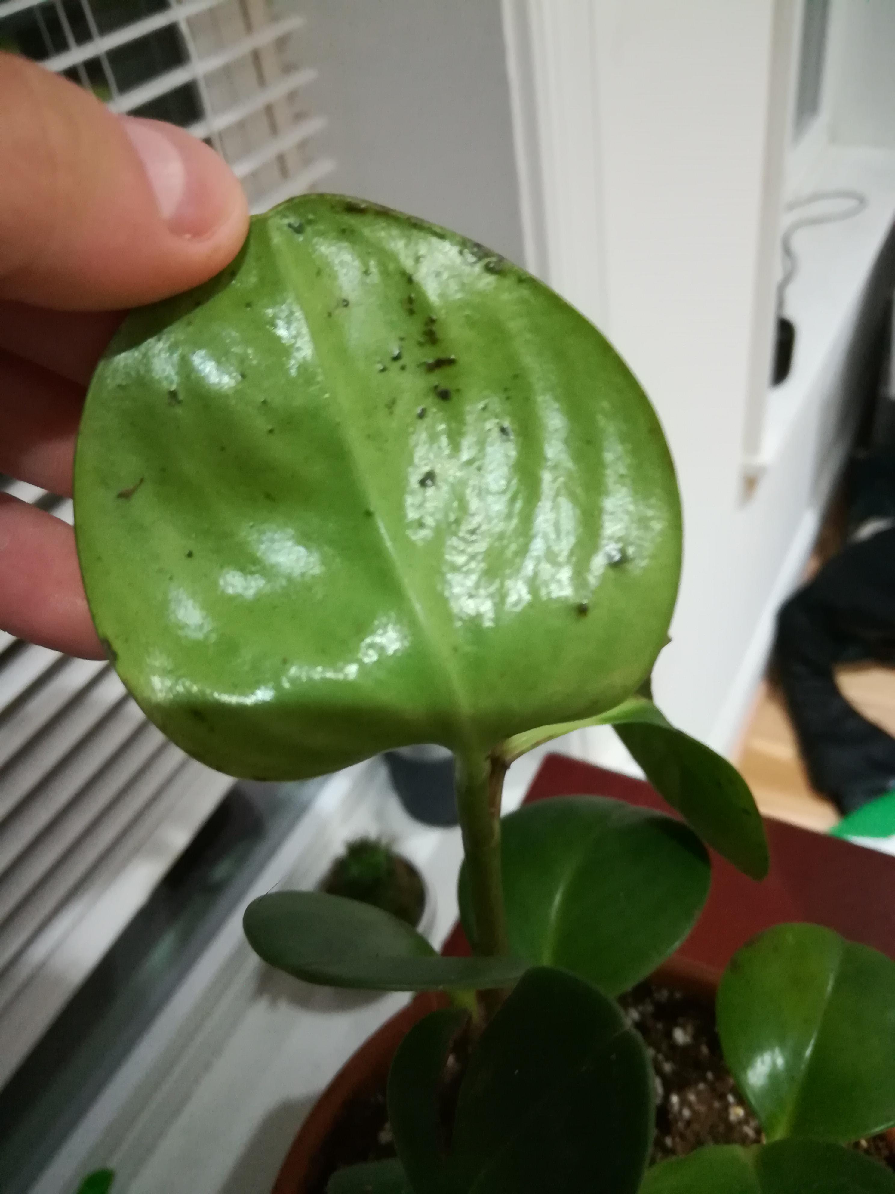 Black spots on brand new peperomia obtusifolia?? plantclinic