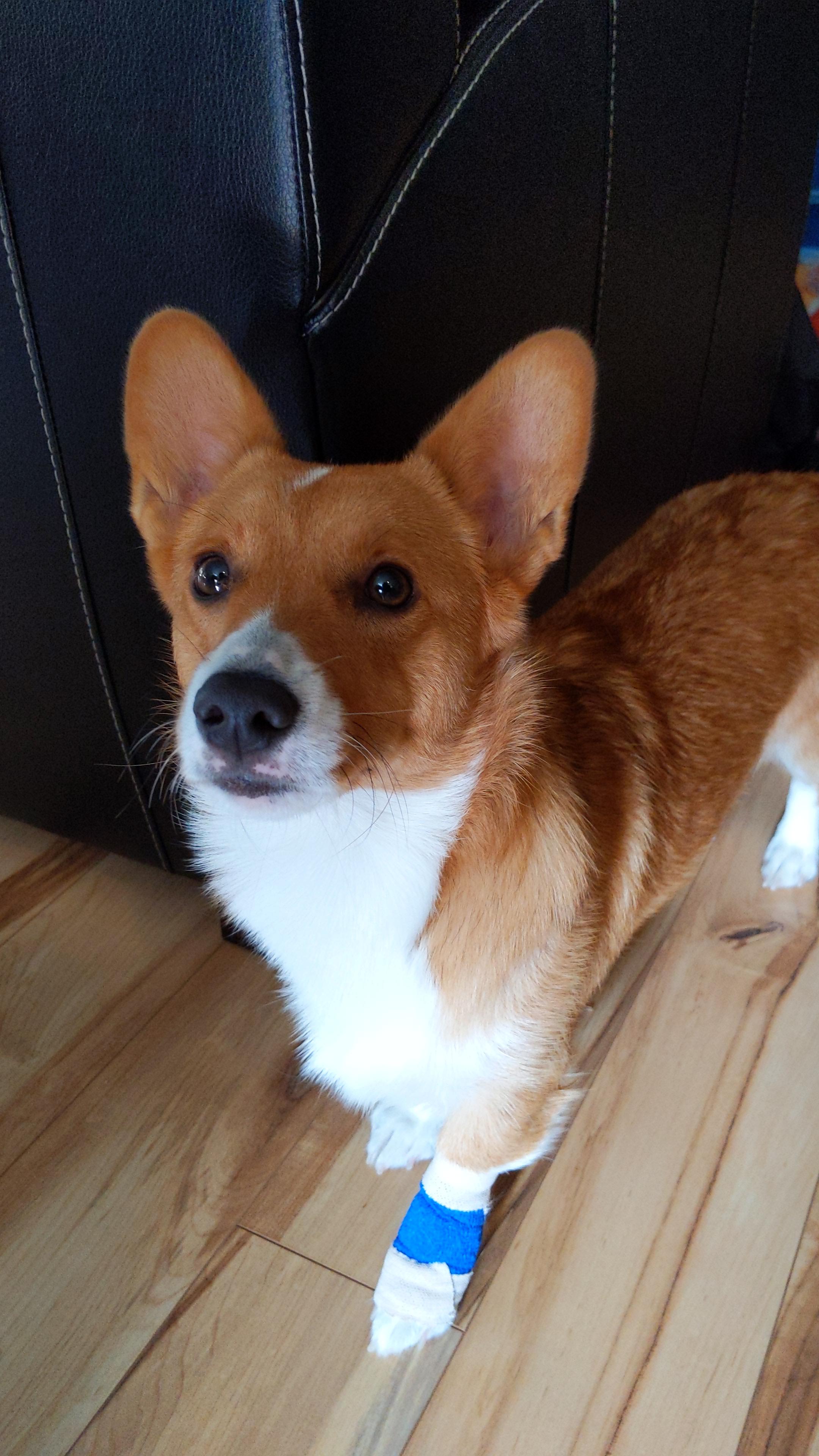 My dog likes to swing her toys around like a mace, could someone draw