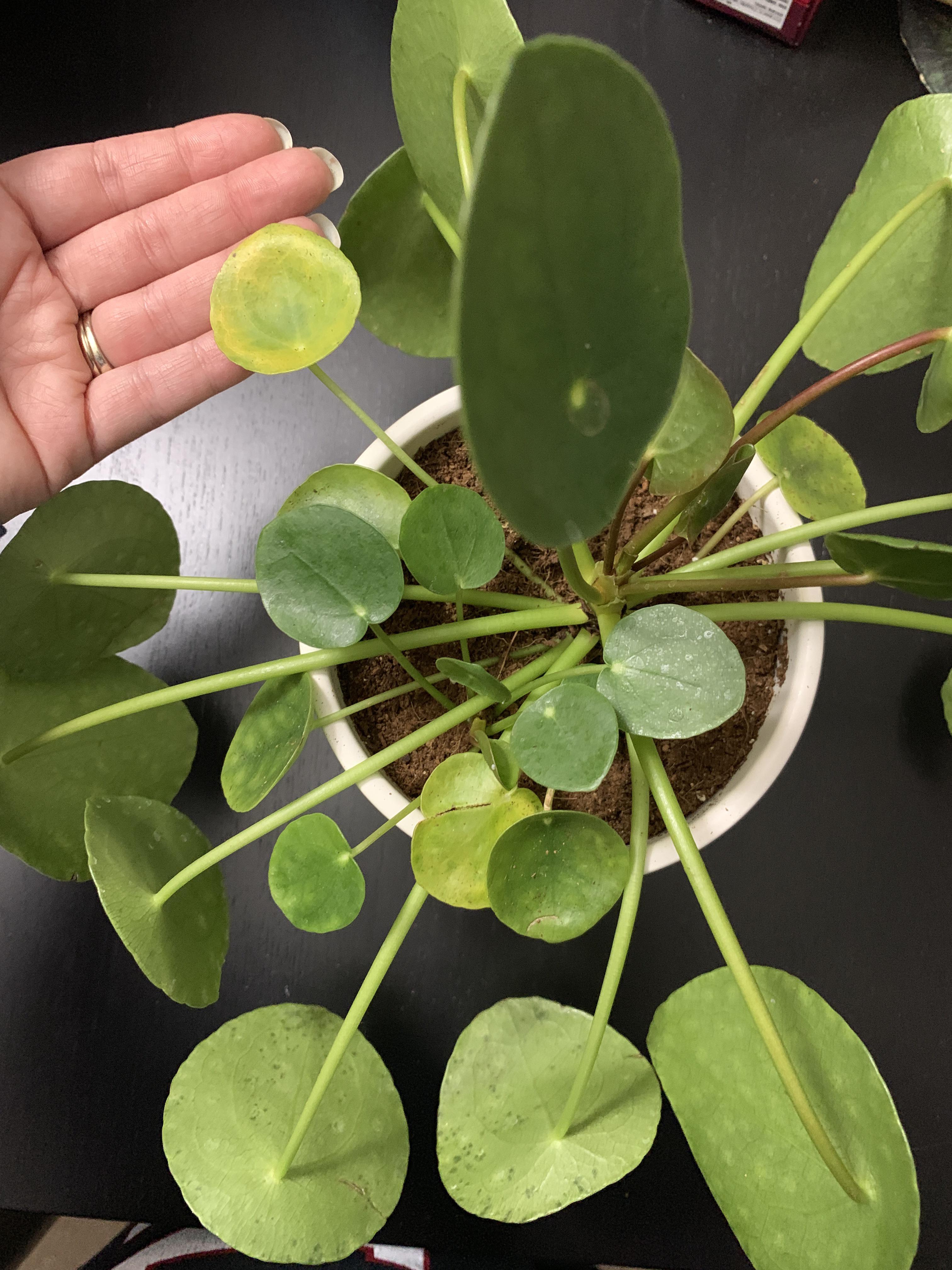 Pilea is getting yellow leaves... plantclinic