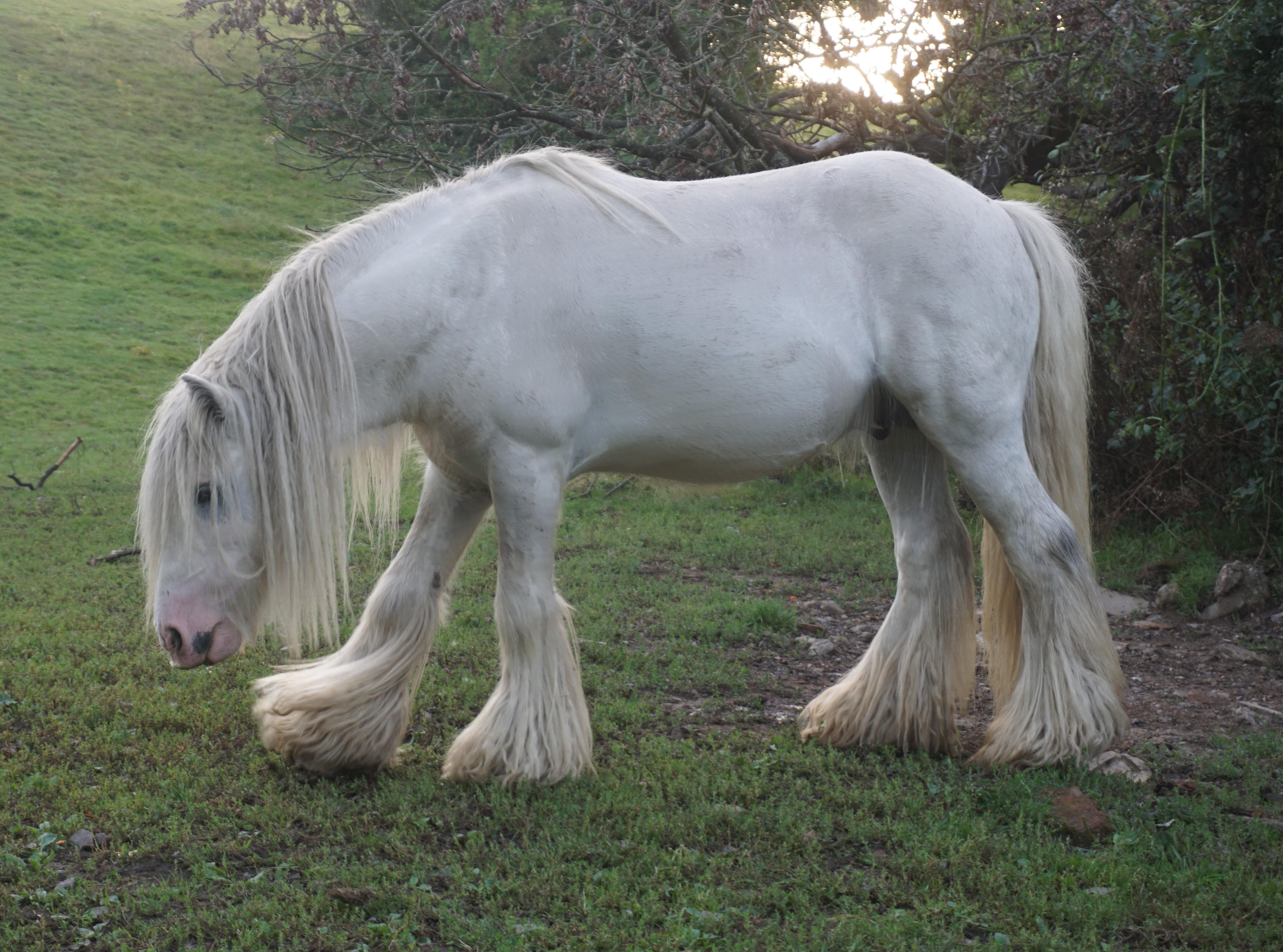 Pure white cob r/Horses