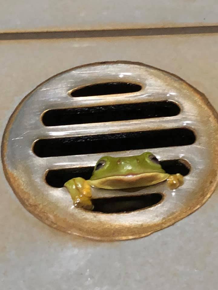 🔥 Frogs in the drain r/NatureIsFuckingLit