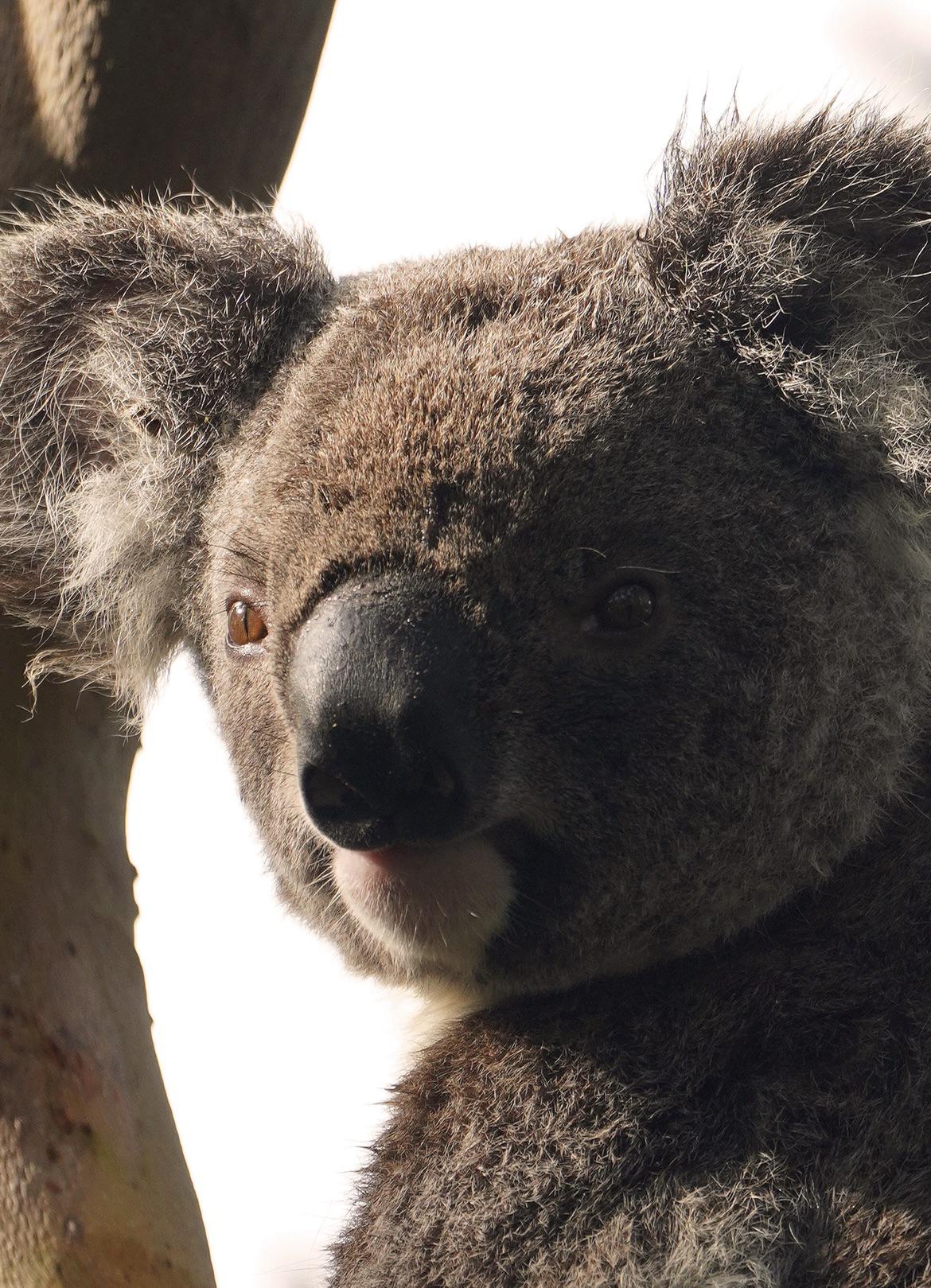 Koala in the wild Burleigh Heads QLD r/koalas