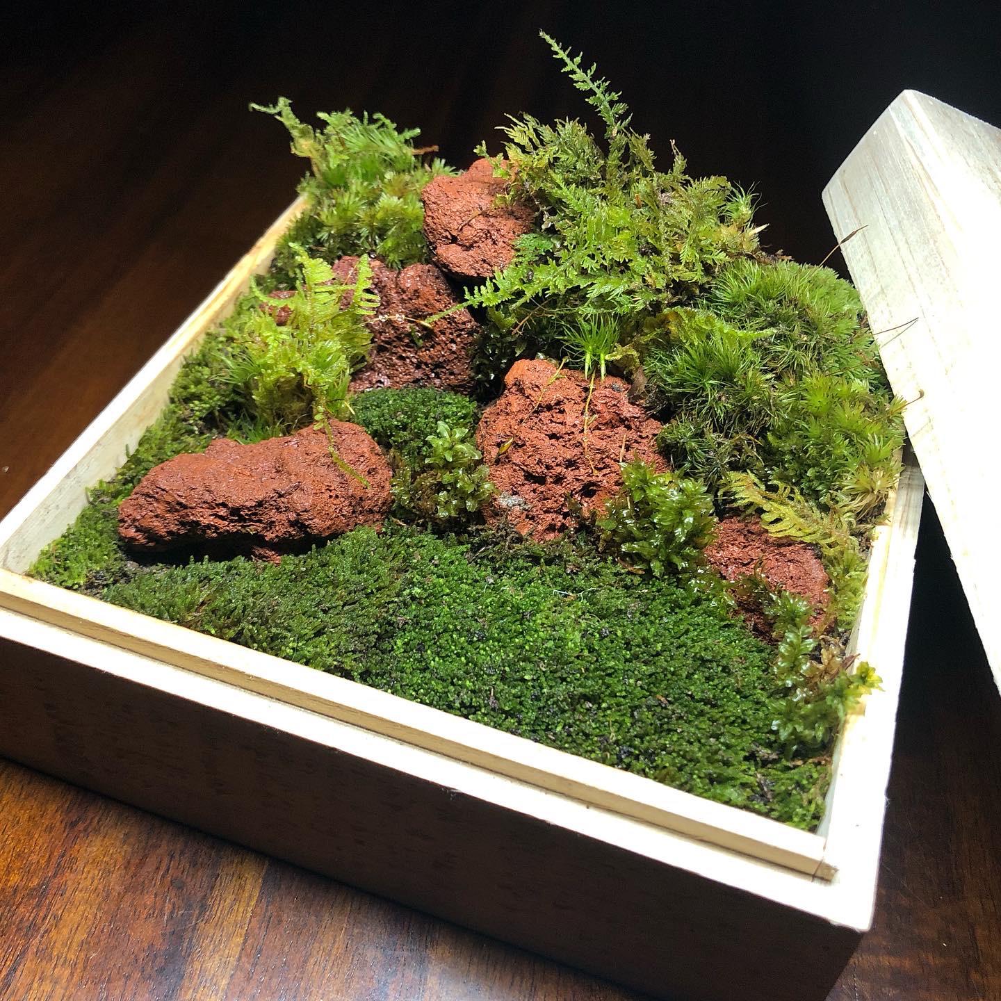 A terrarium bento 🍱 box. r/terrariums