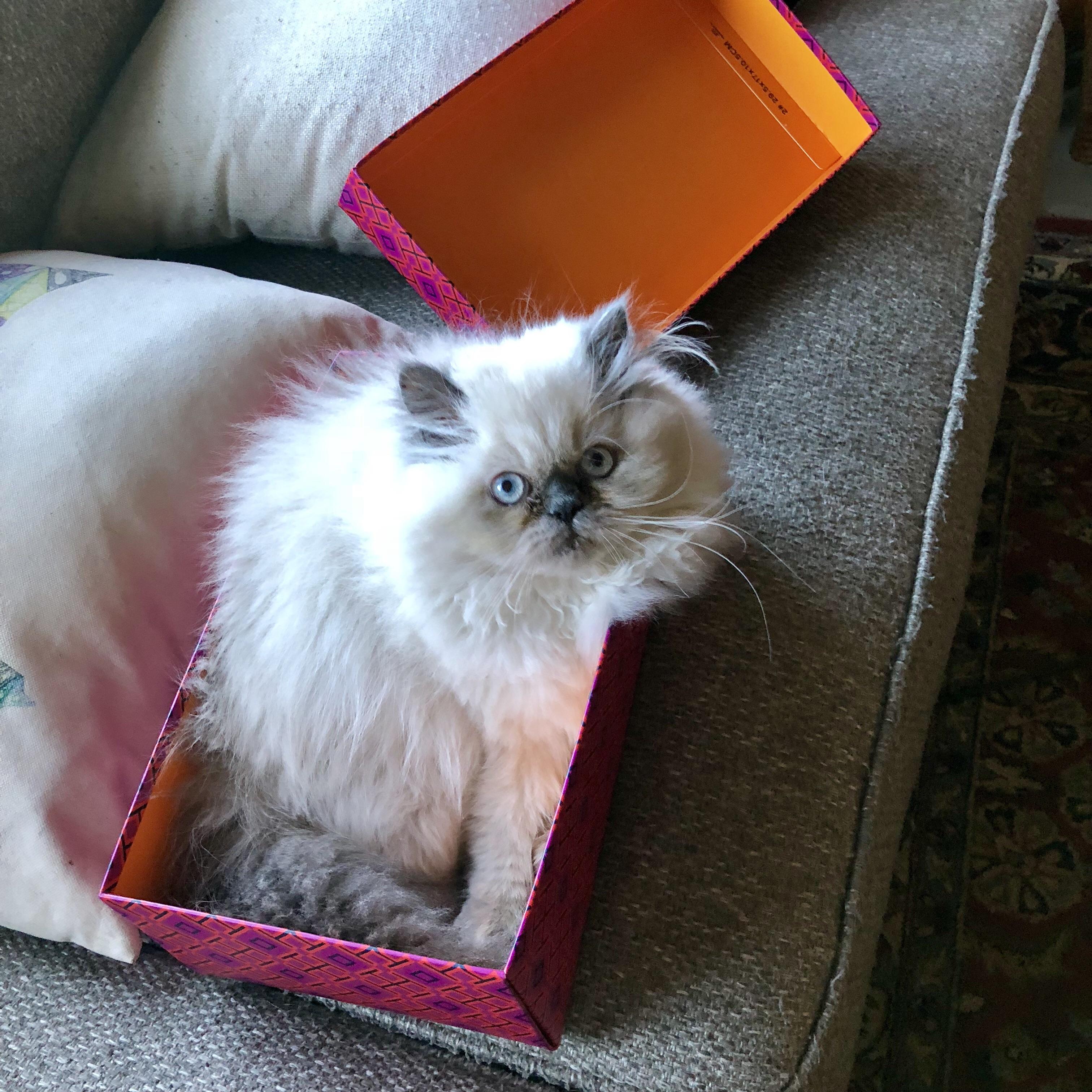 Fluff in a box r/aww