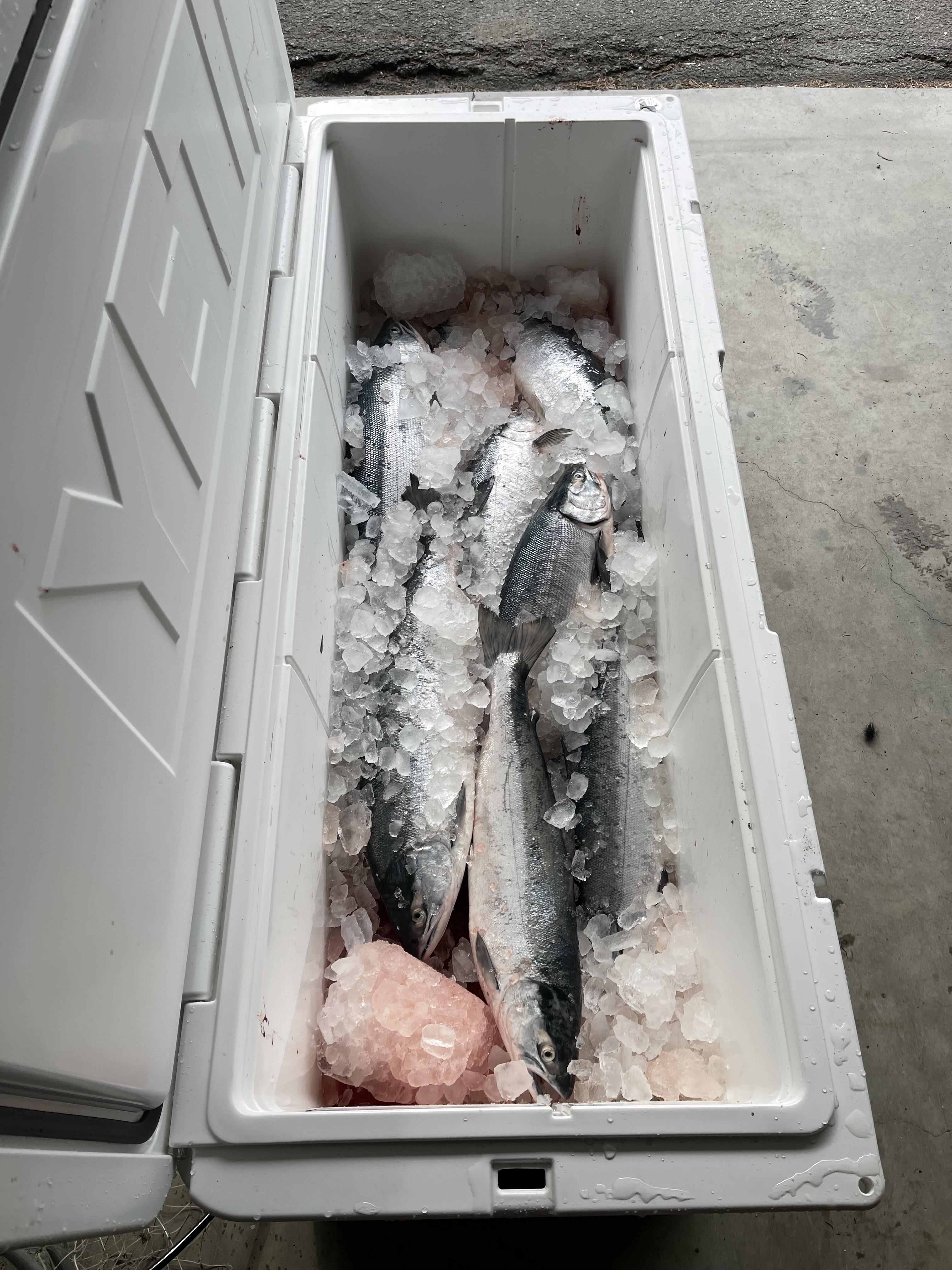 Yeti 250 full of sockeye and silver salmon from Kenai, Alaska. I love