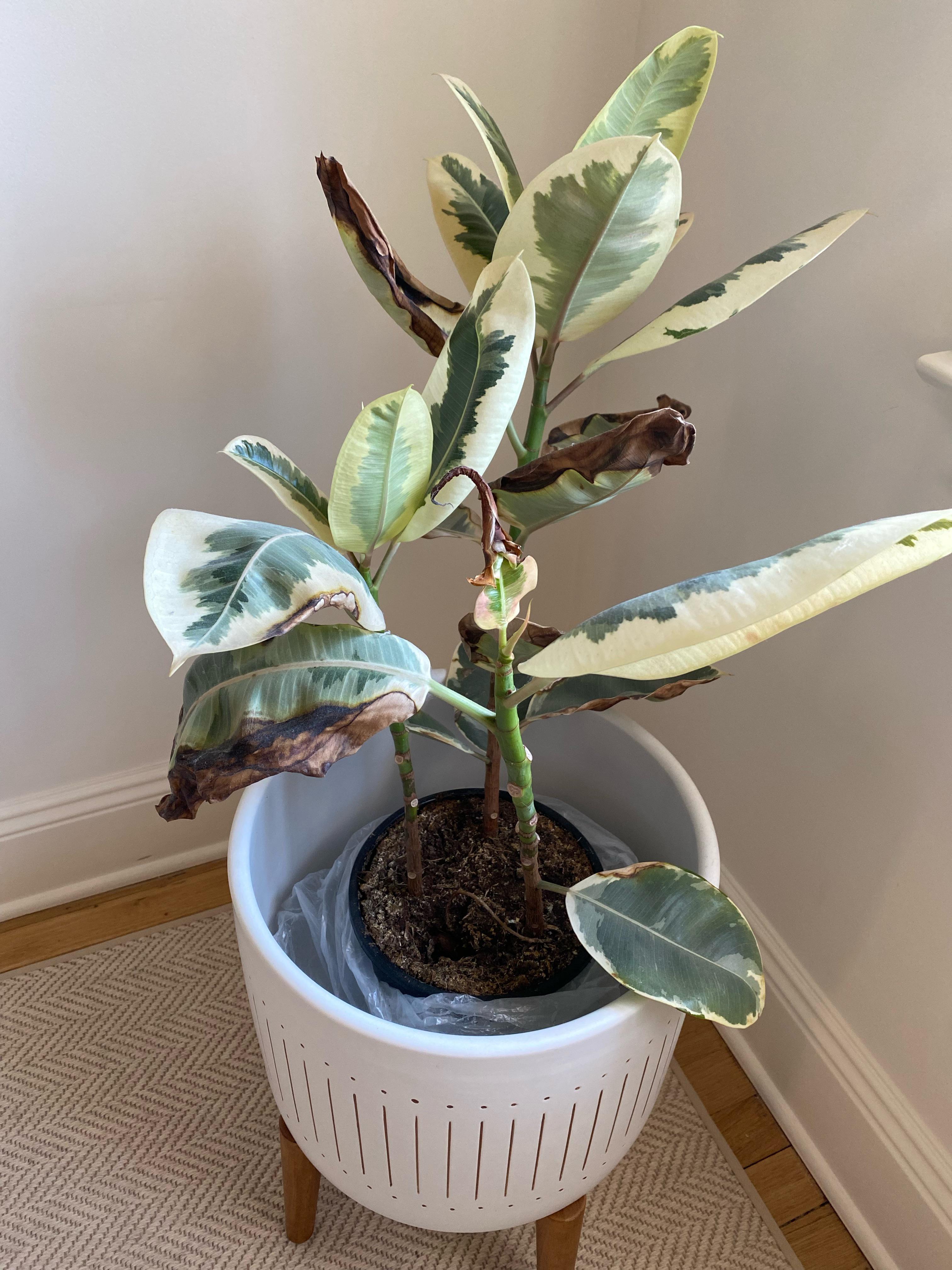 Old leaves looked terrible/brown and dried out on the edges. New leaves
