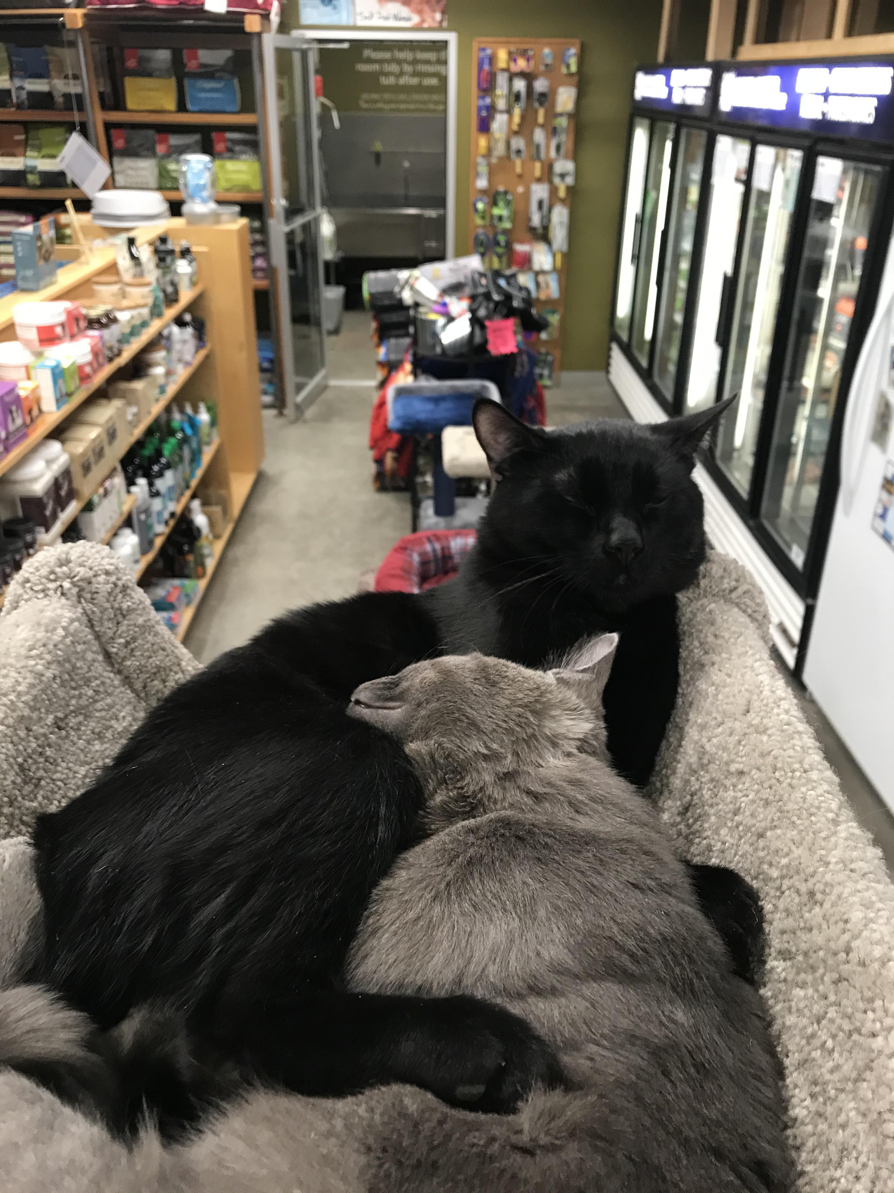 Met these two lovebugs at the local pet store 💕 r/cats