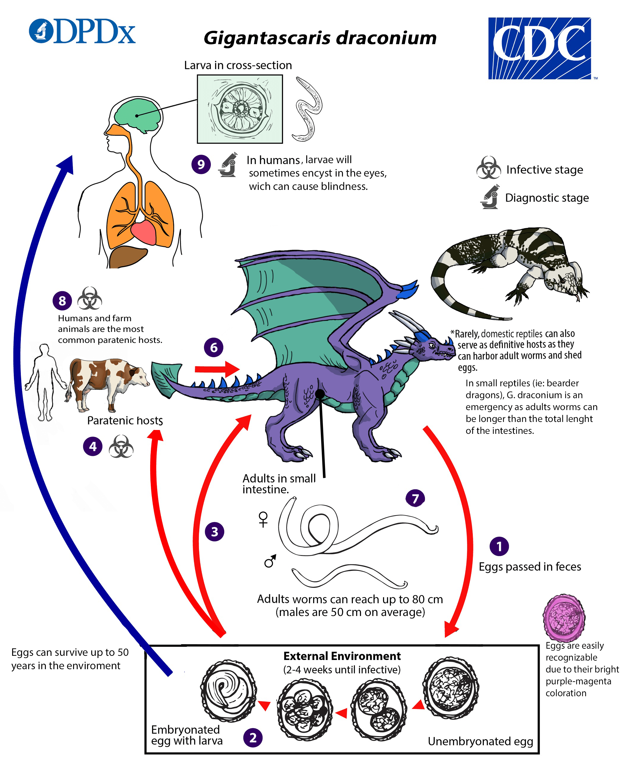 Roundworms Life Cycle In Humans