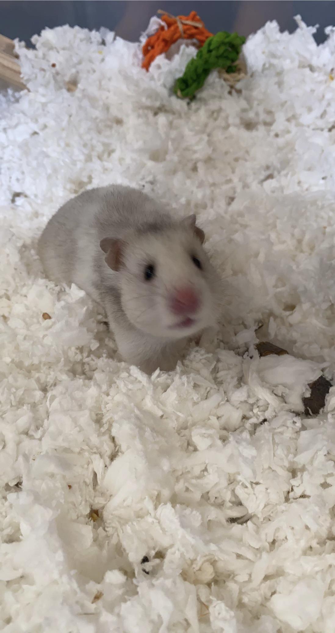 gone too soon my little lady