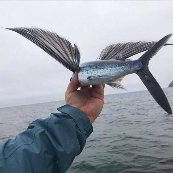 🔥 This Fly Fish 🔥 r/NatureIsFuckingLit
