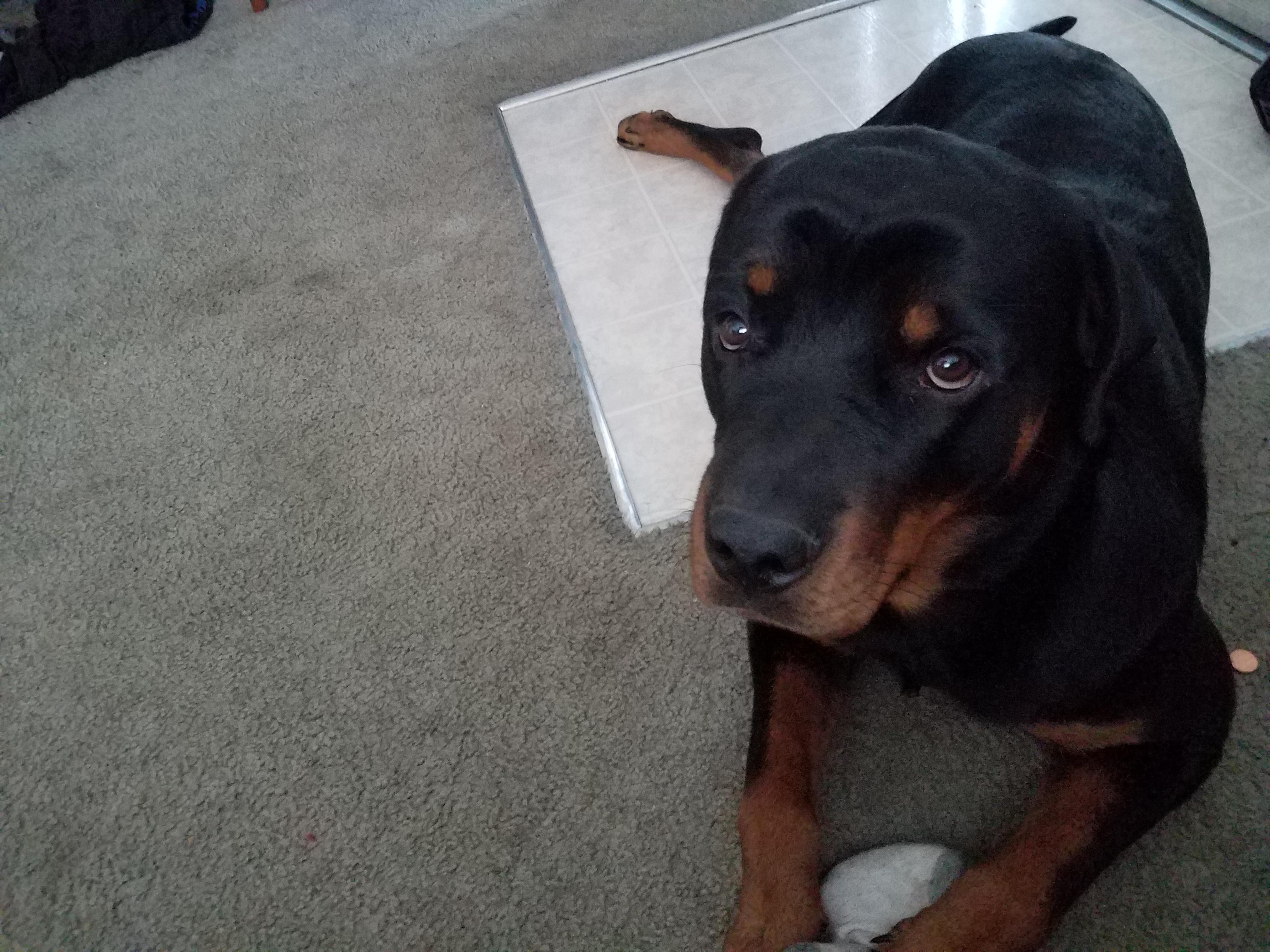 Little head big body r/Rottweiler