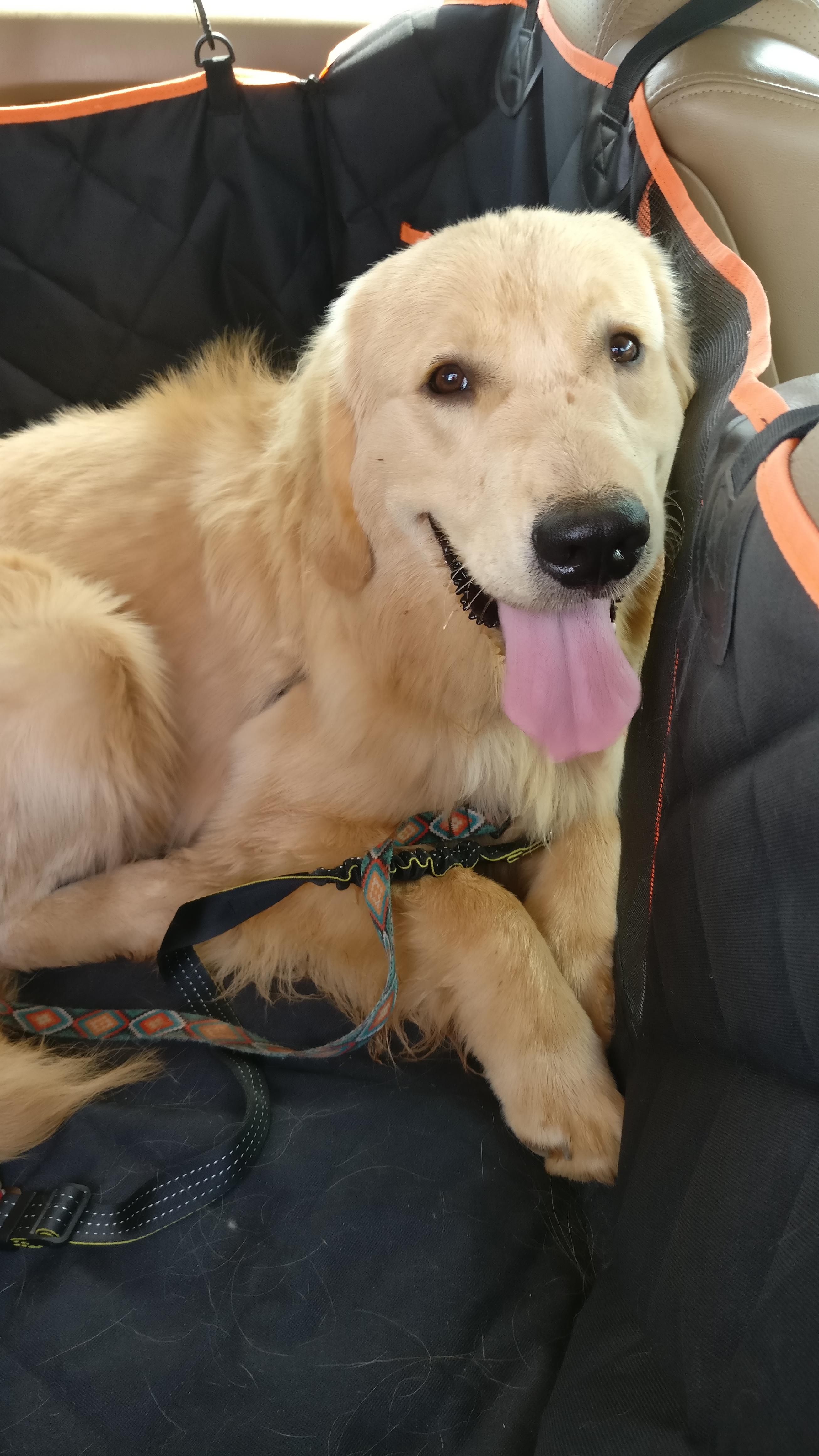 Post dog park smile r/goldenretrievers