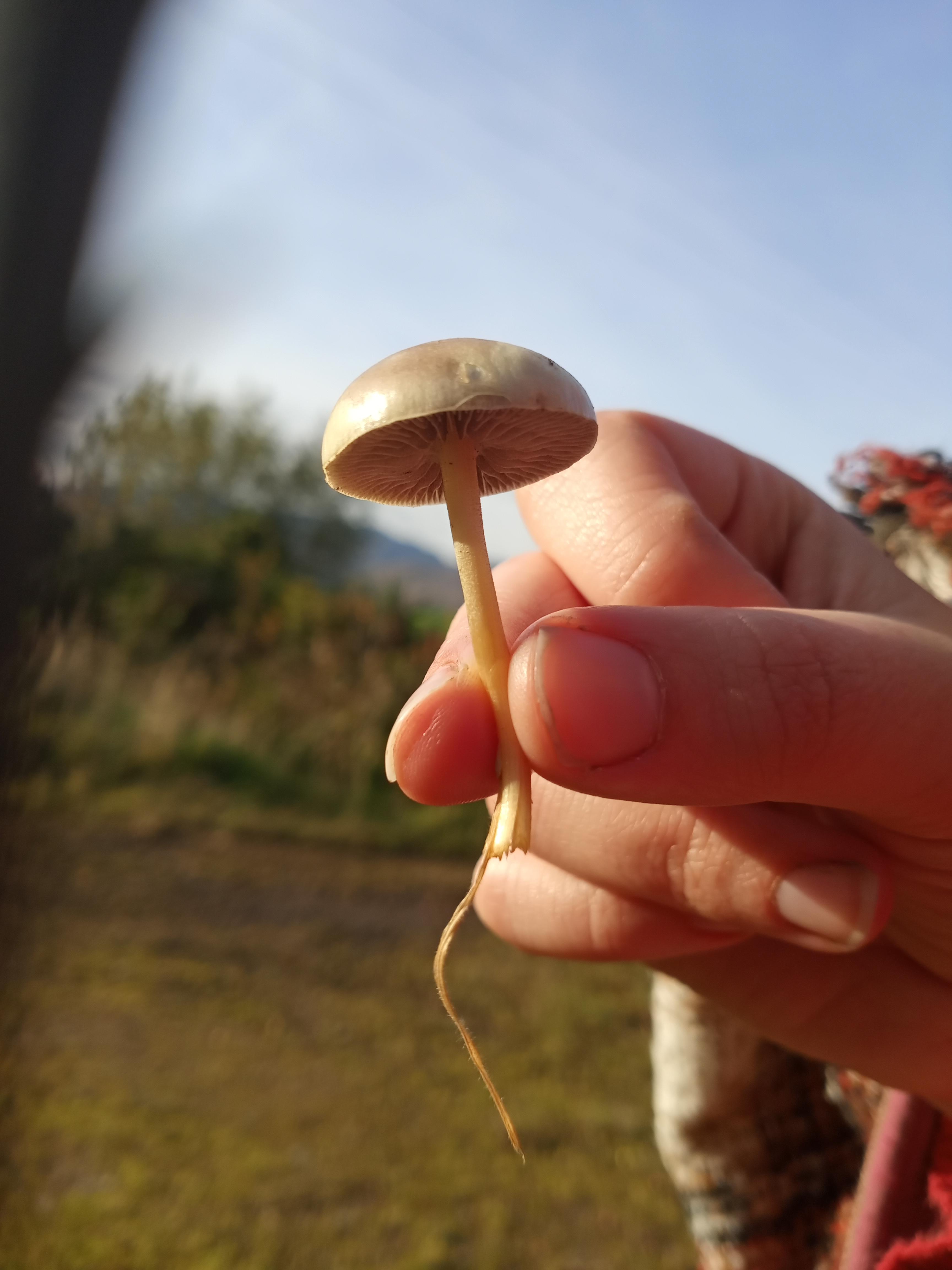 Can anyone identify this for a beginner mushroom enthusiast? Found on