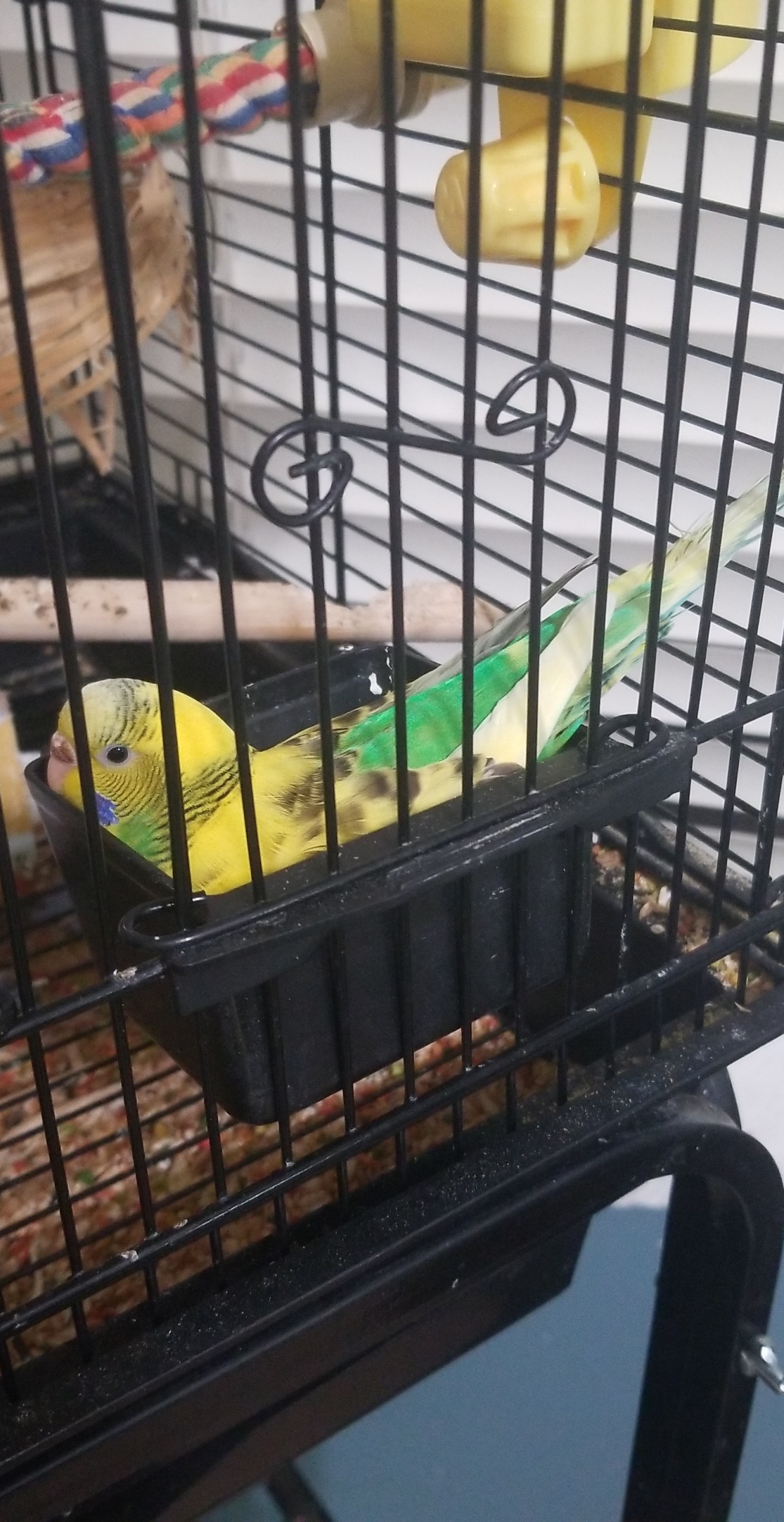 This is just how my bird sleeps now. r/PartyParrot