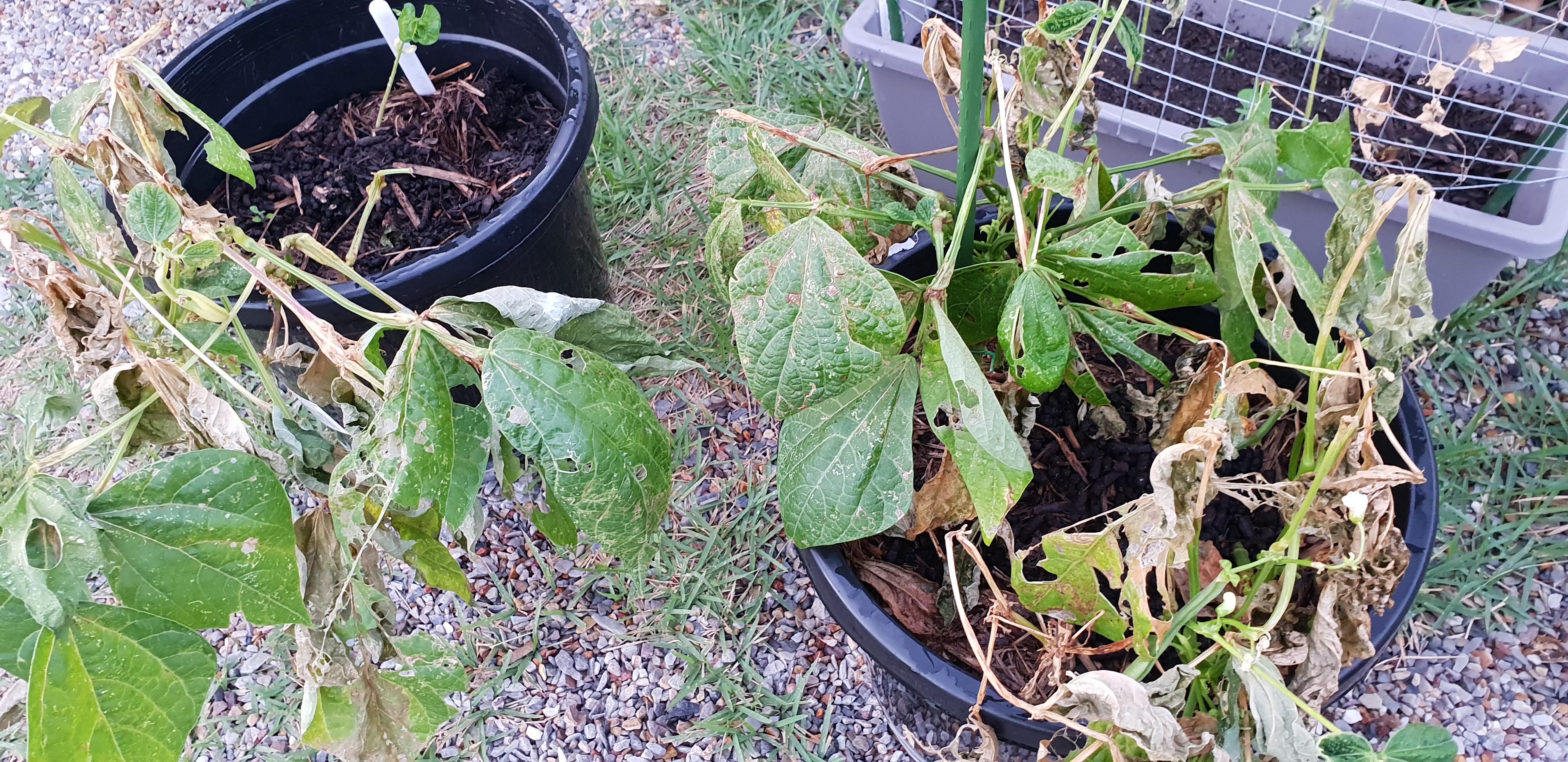 [Update] More dwarf/bush beans dying. No idea why. Last week, they were