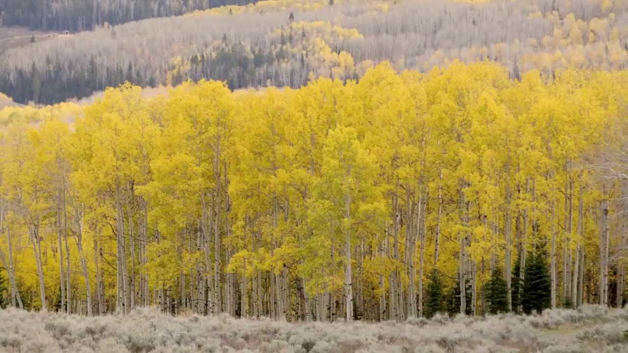 Pando, a colony of quaking aspen, is one of the oldestknown clonal