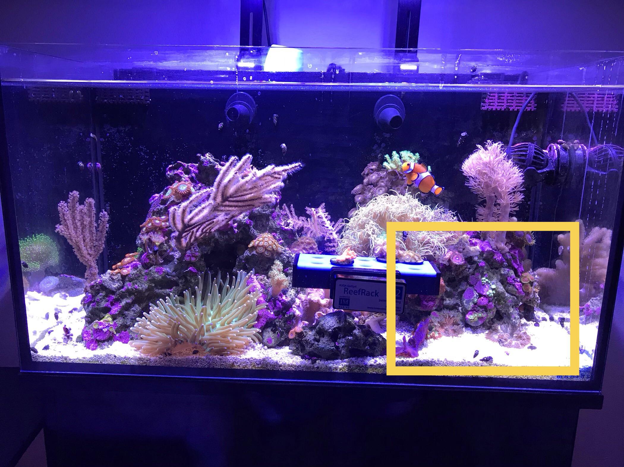 Will a RFA “stick” to a nearvertical rock? Looking for coral