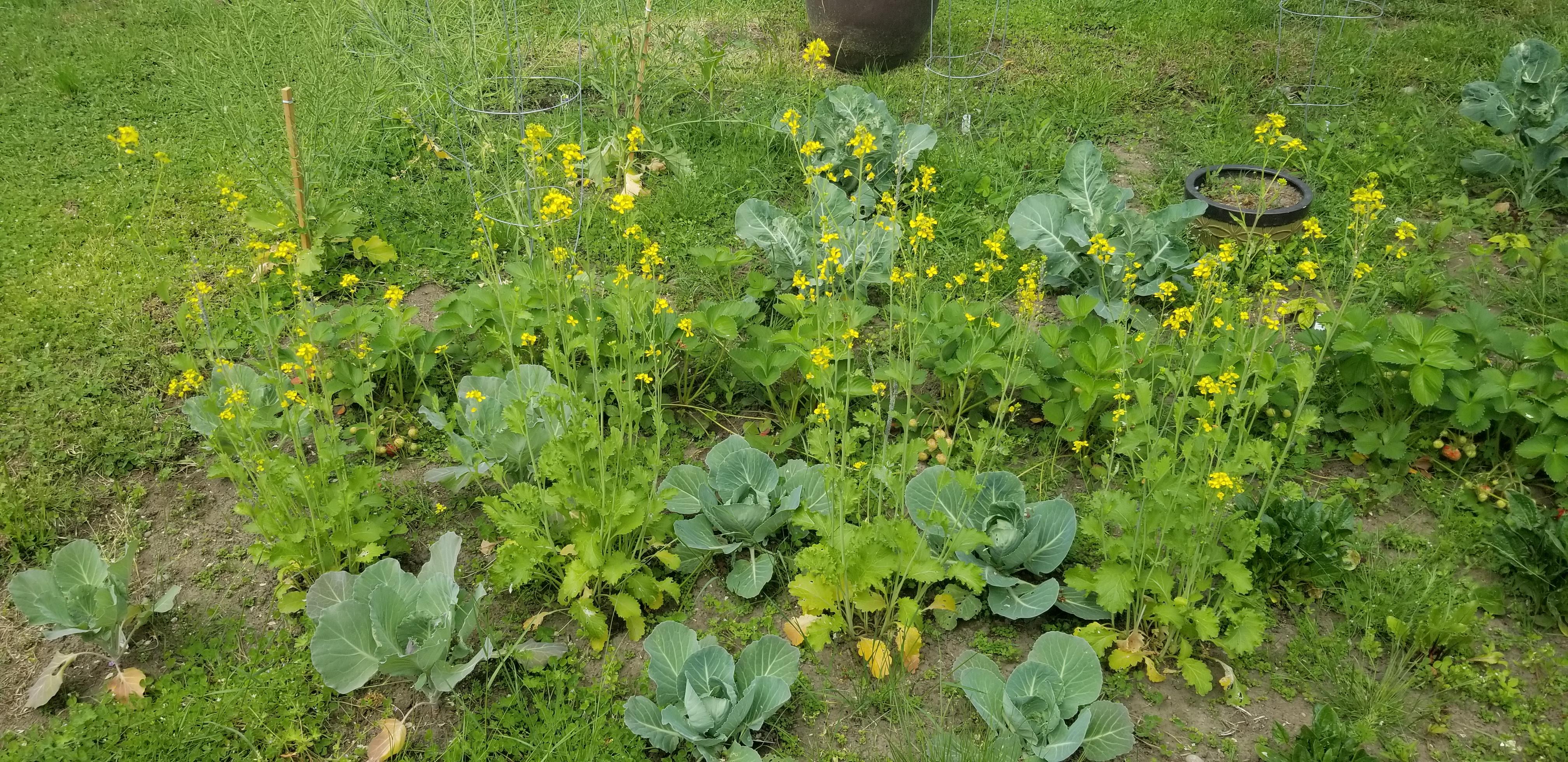 Zone 9 mustard greens grew flowers and are really tall. Are these worthless now? r/gardening