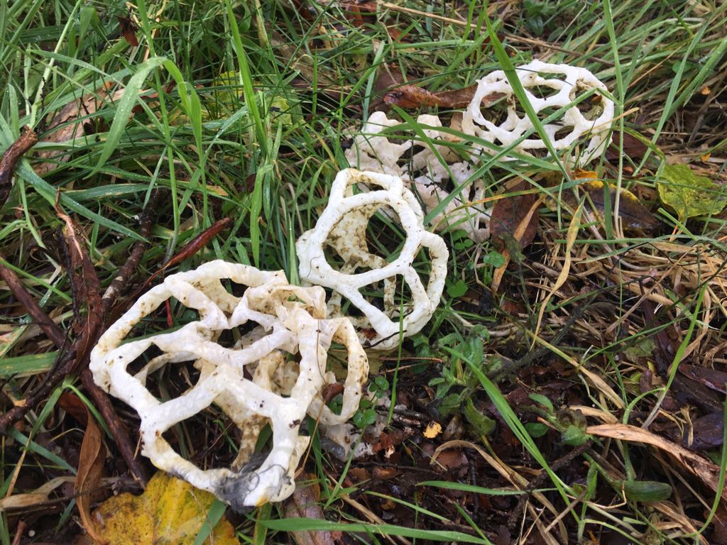 Basket Fungi found in NZ. r/mycology