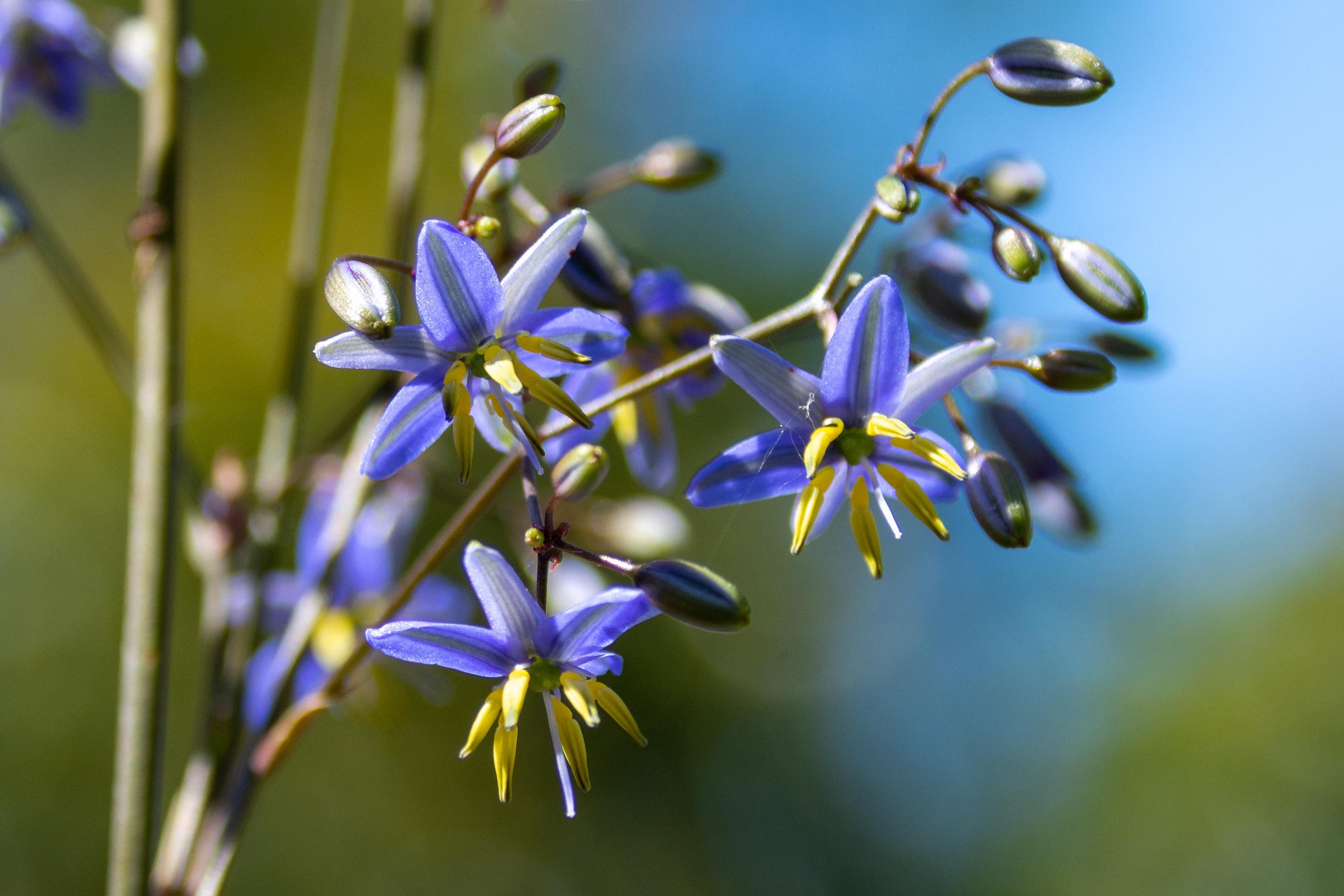 Flax Lily flowers r/gardening