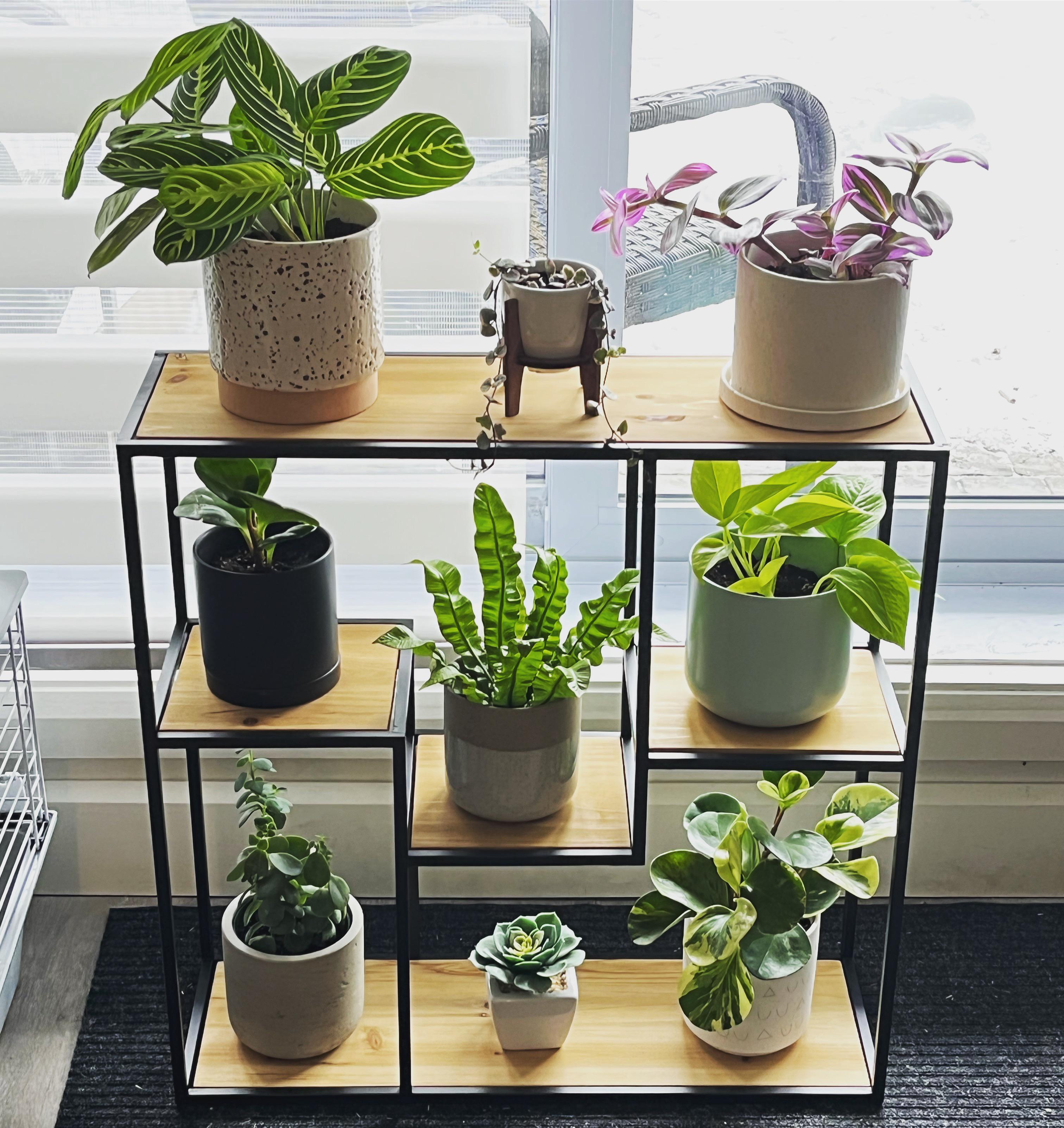 My babies. 🌱 r/plants