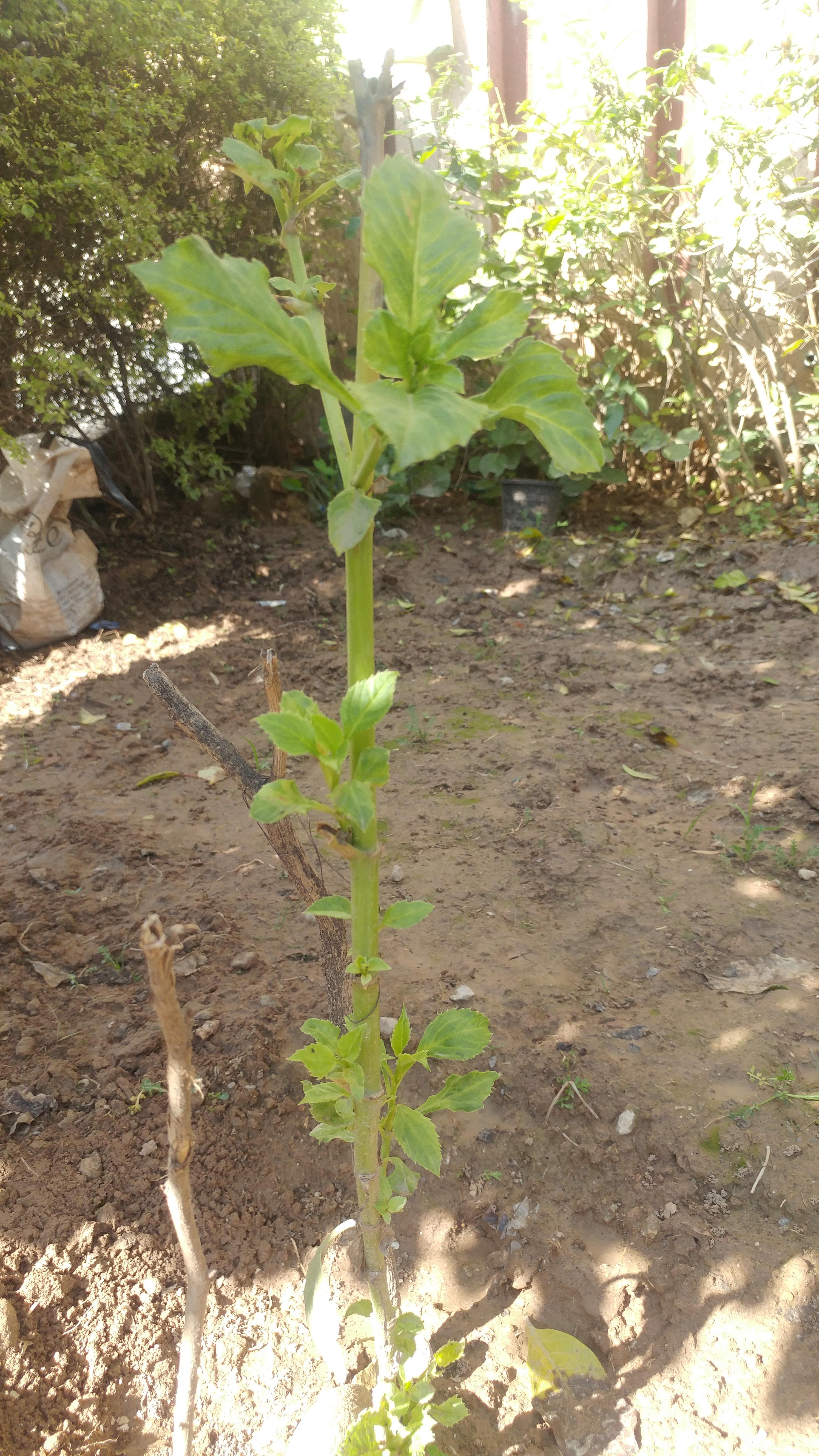 White decorative dahlia, stopped growing, added some cow dung but