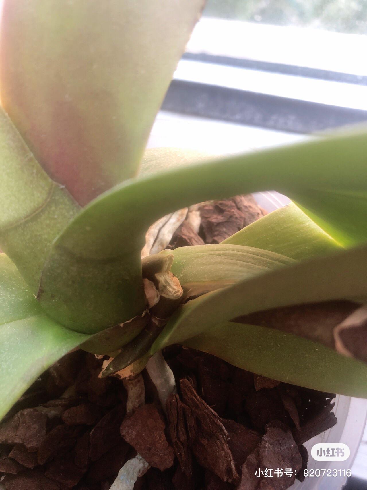 A new flower spike was snapped because it was growing sideways and was
