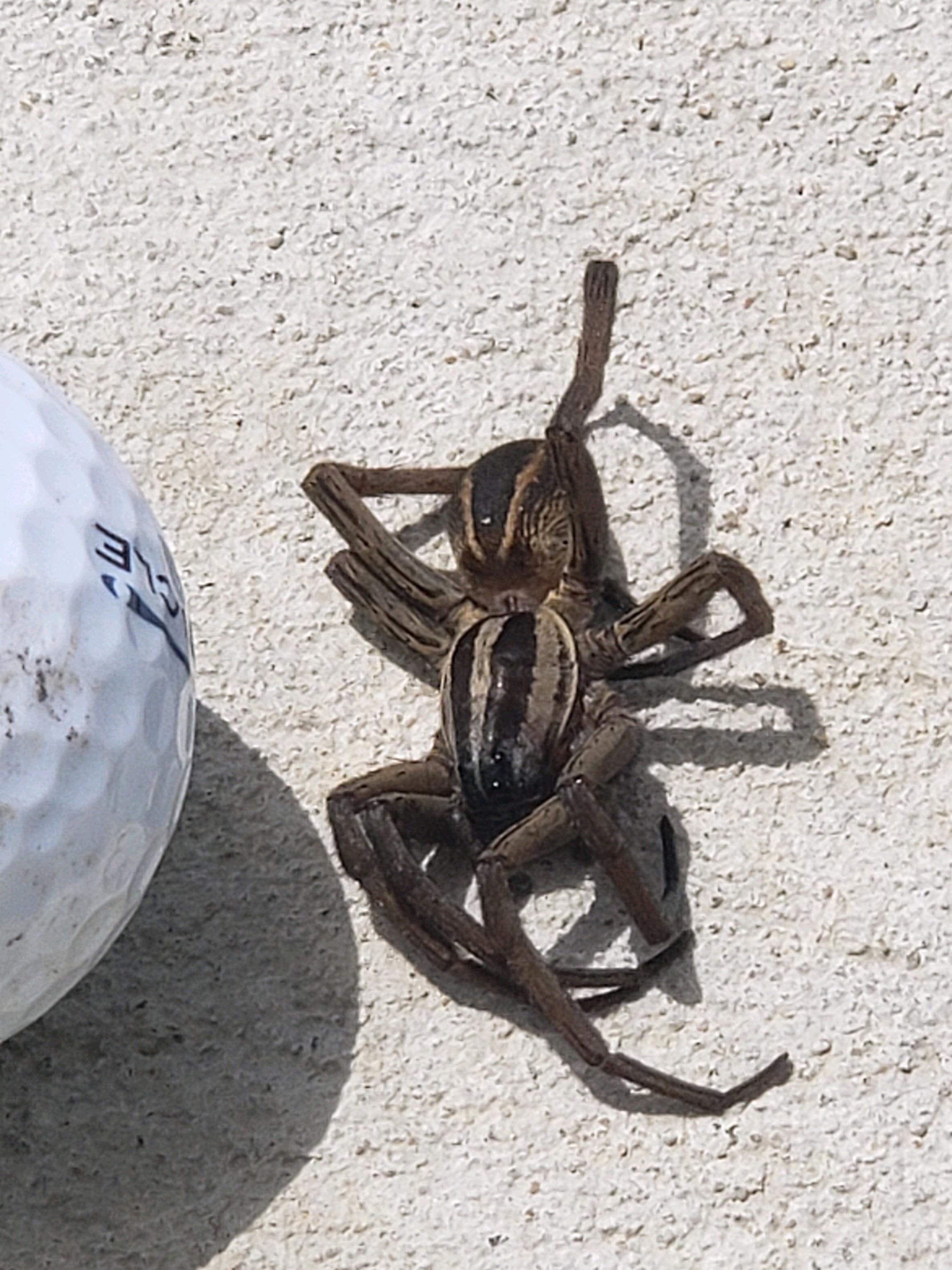 ID REQUEST golf ball for size. Myrtle Beach area r/spiders