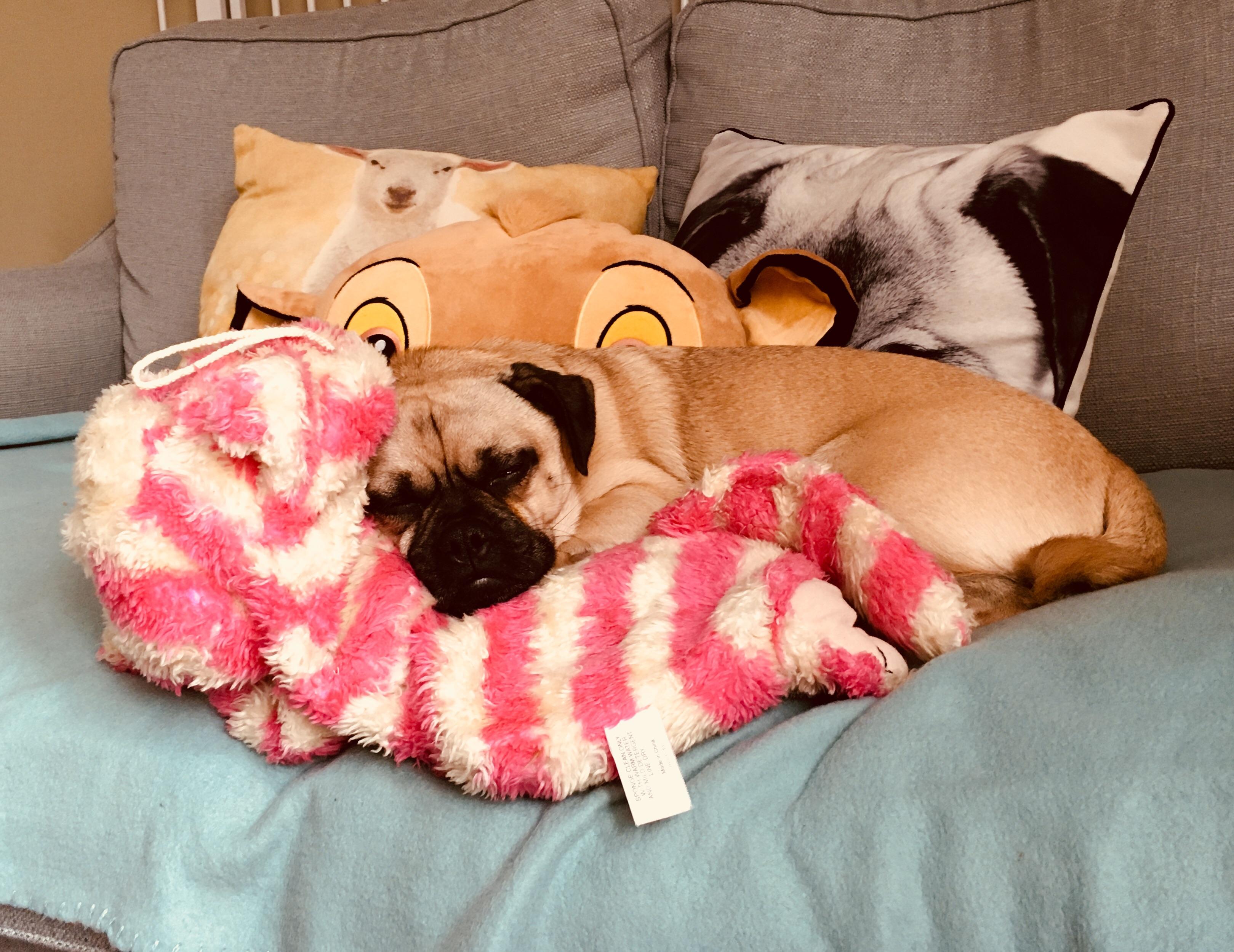Ricky resting on my Bagpuss hot water bottle after a 3km walk in the