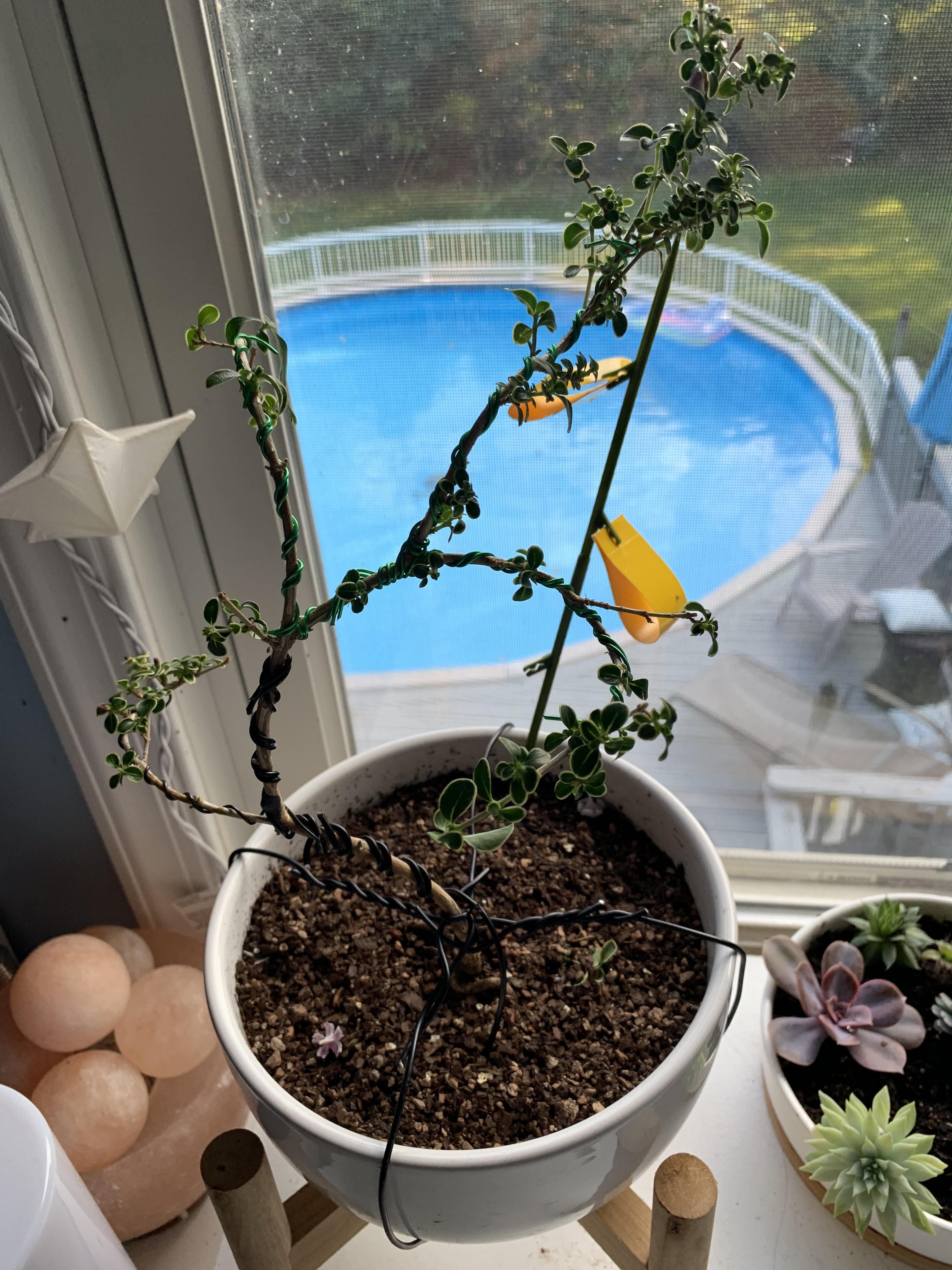 update on my serissa foetida, after wiring this growth, i’m going to