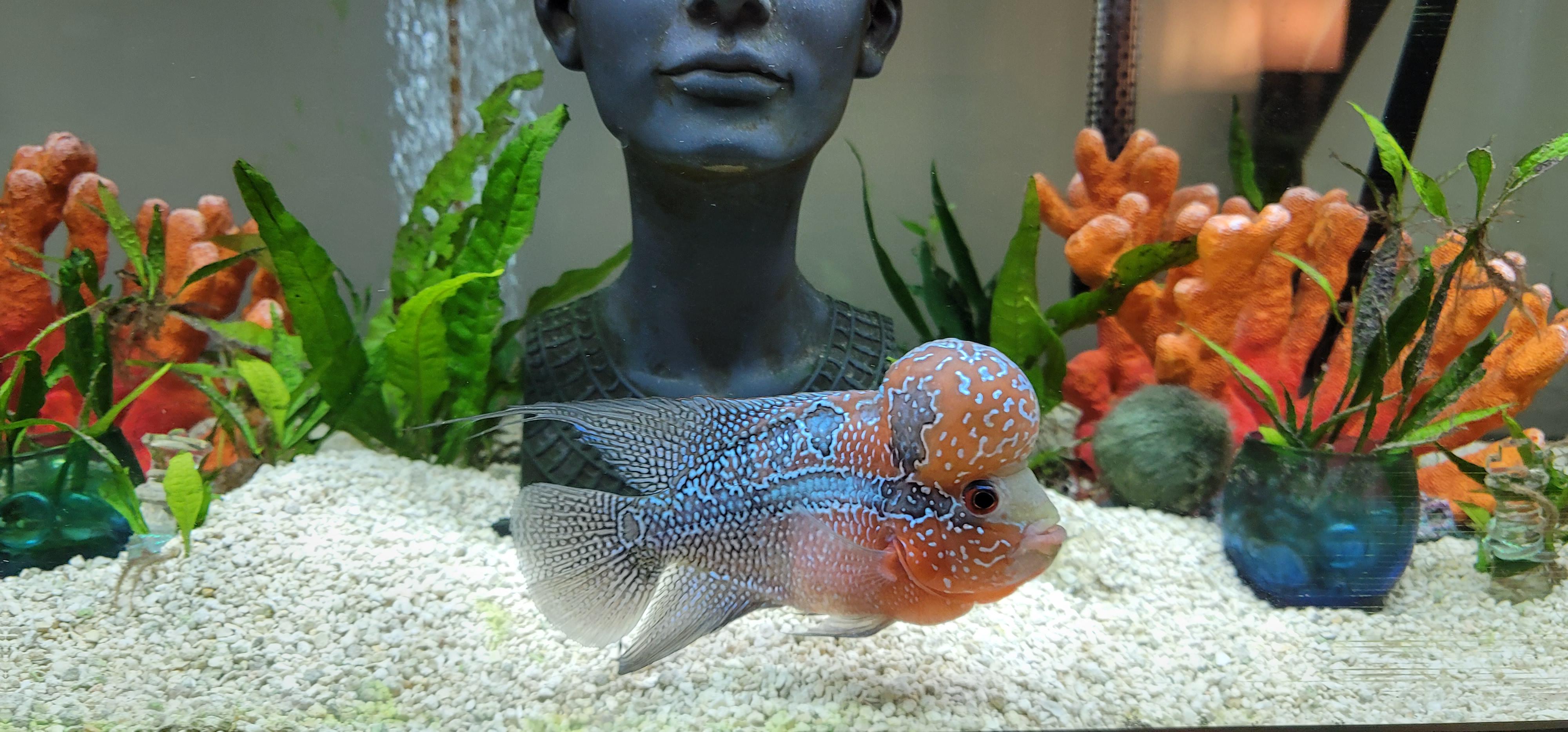 Vividly Colored ZZ Flowerhorn r/aquarium