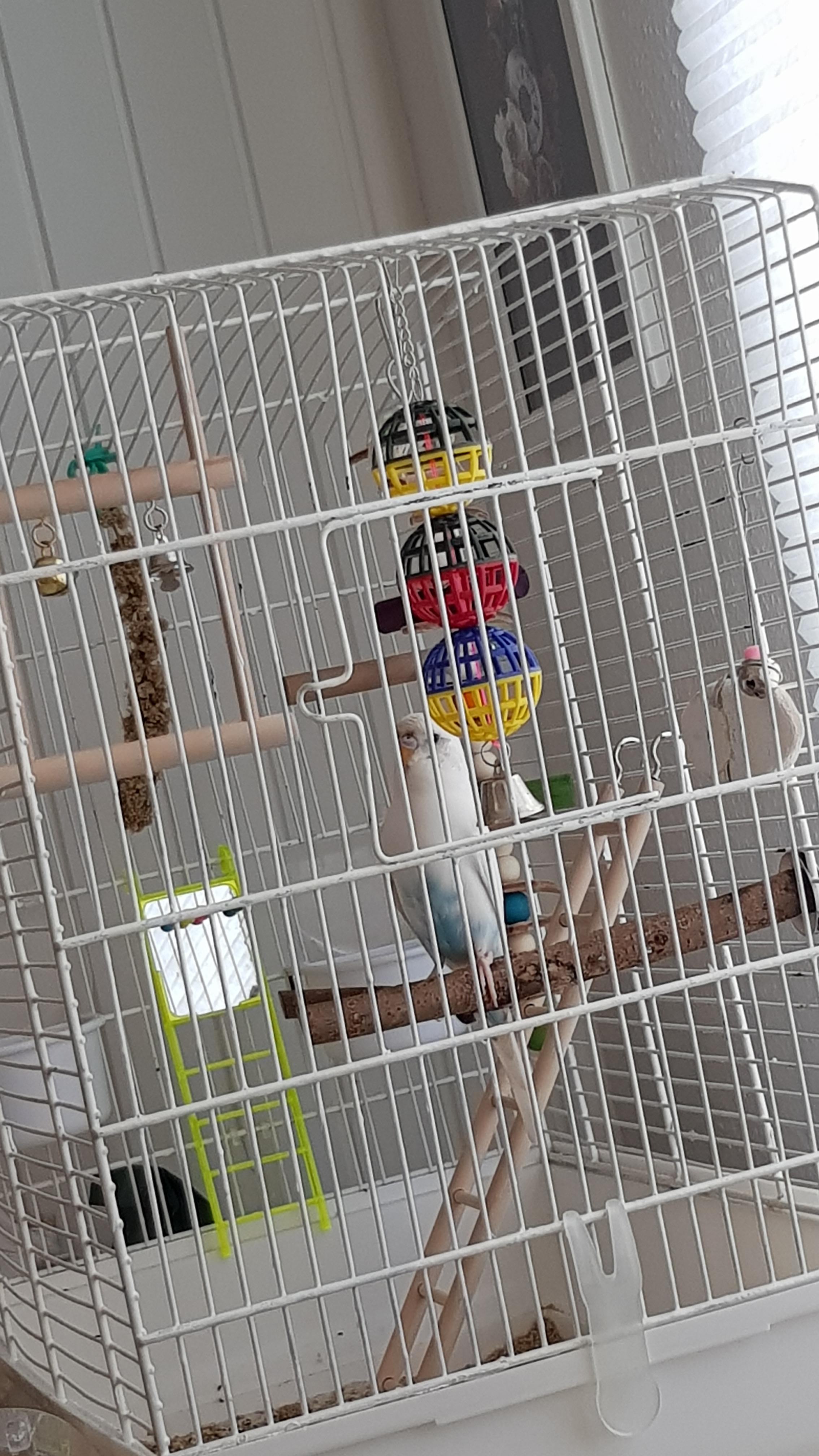 Is these bells safe?... just one of them at least? .. r/budgies