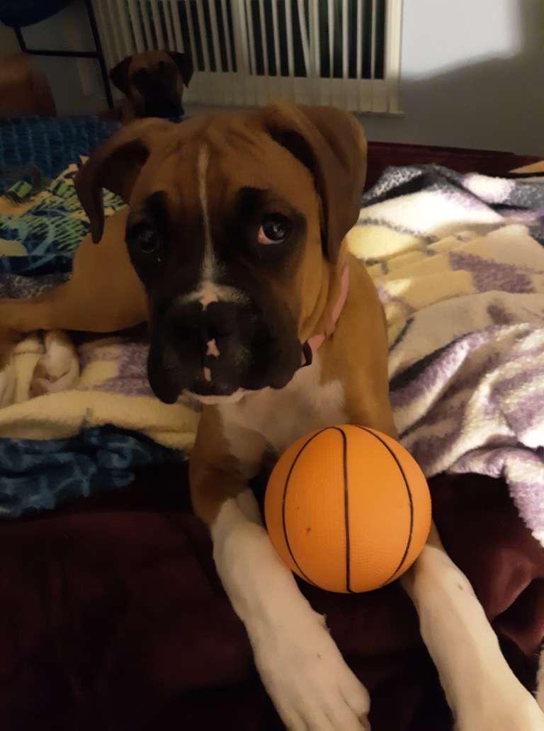 Cute Boxer Puppy Playing With Small Basketball Boxer