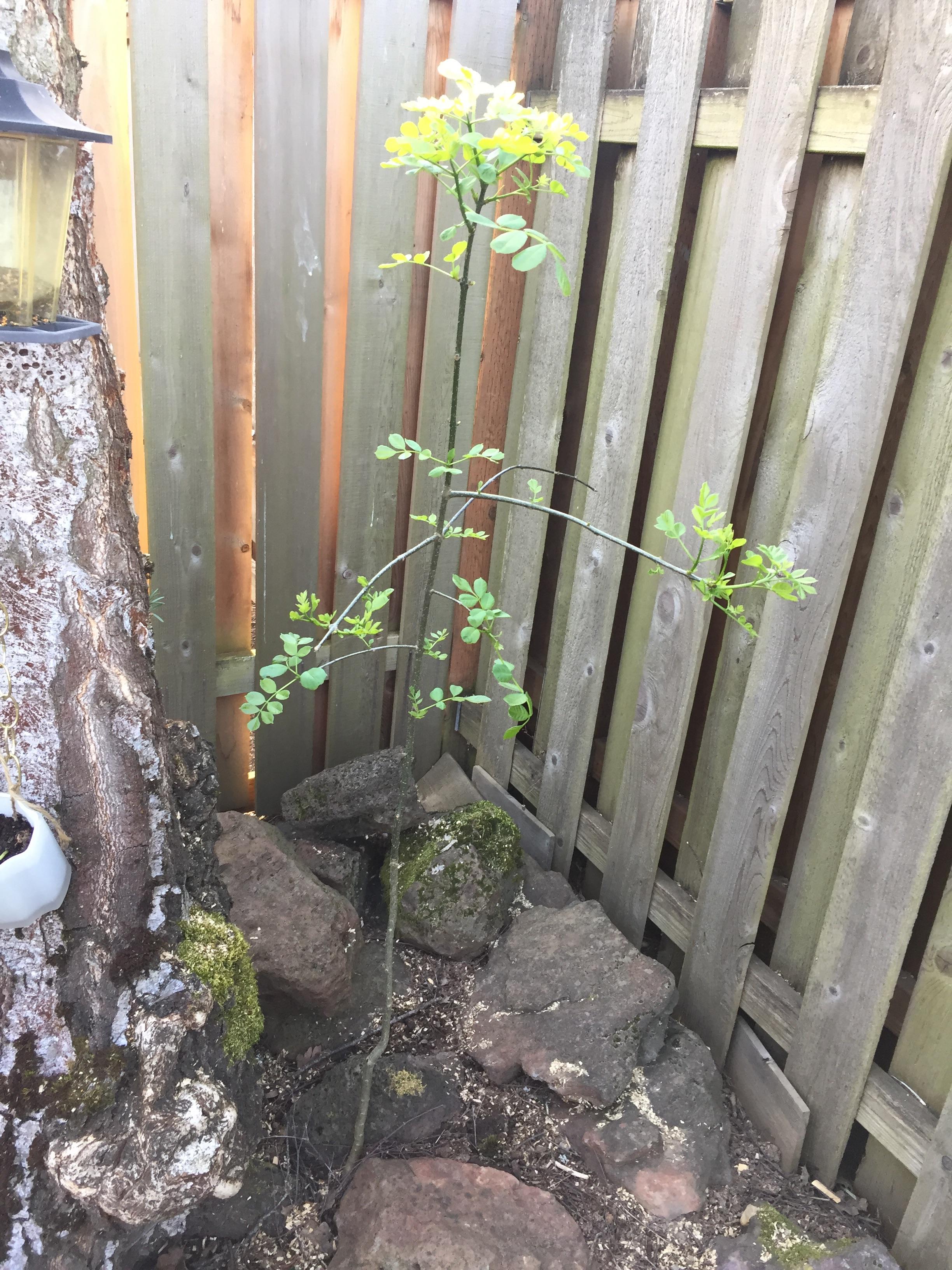 Zone 8b, this tree sprouted at the base of a birch tree last year