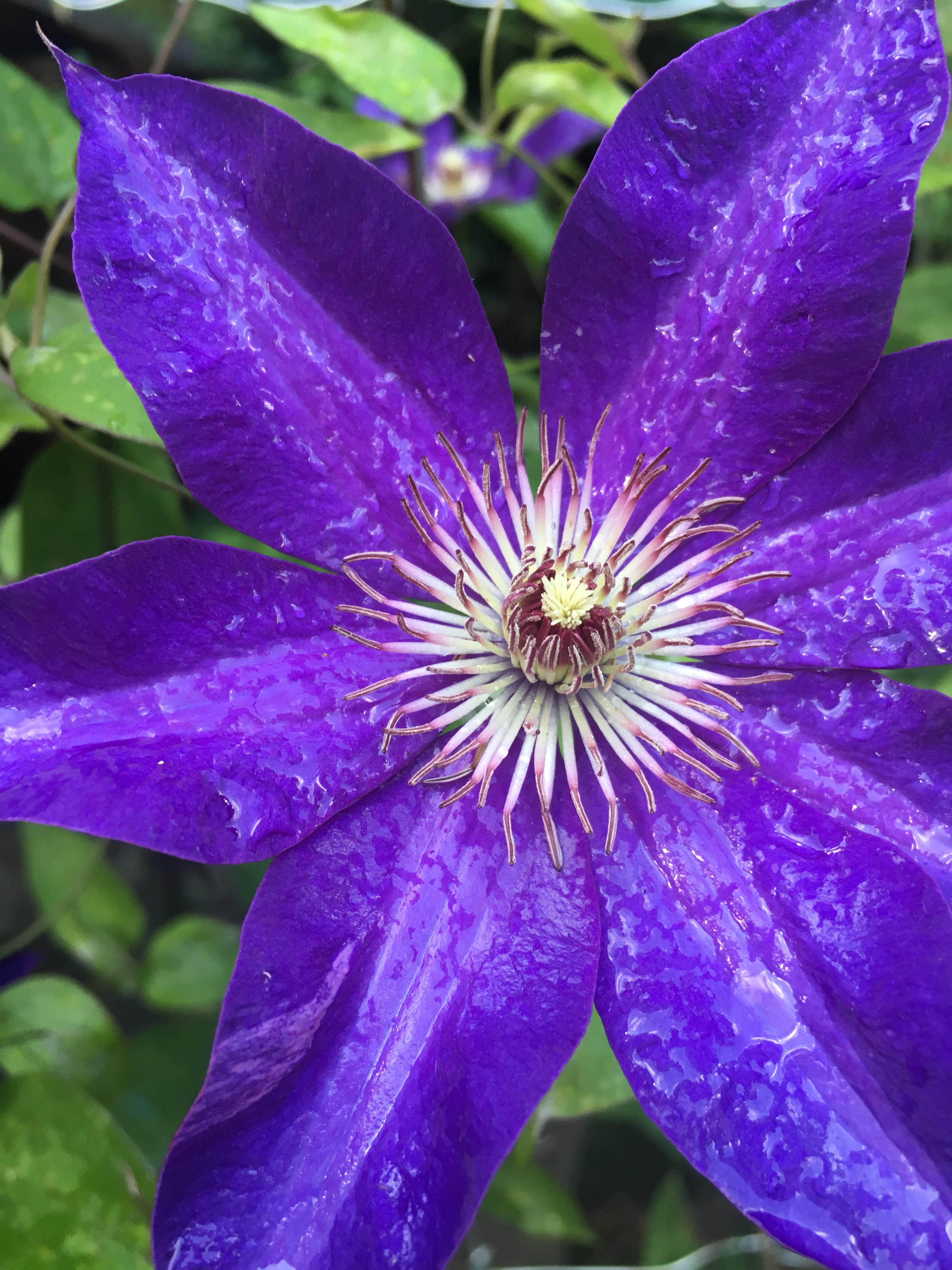 I found a nice flower r/pics